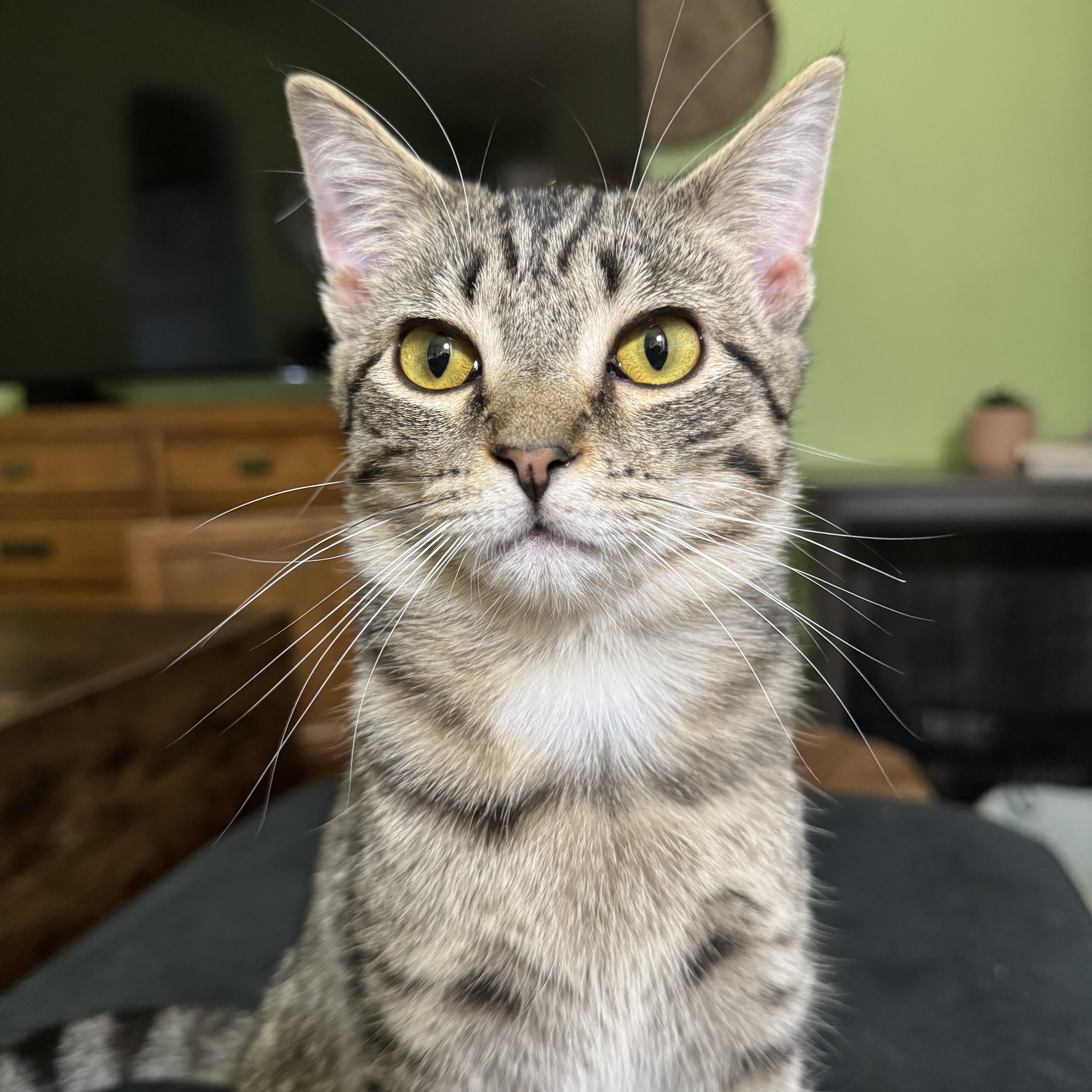 Paige, adoptable, Kitten Female Domestic Short Hair & Tabby.
