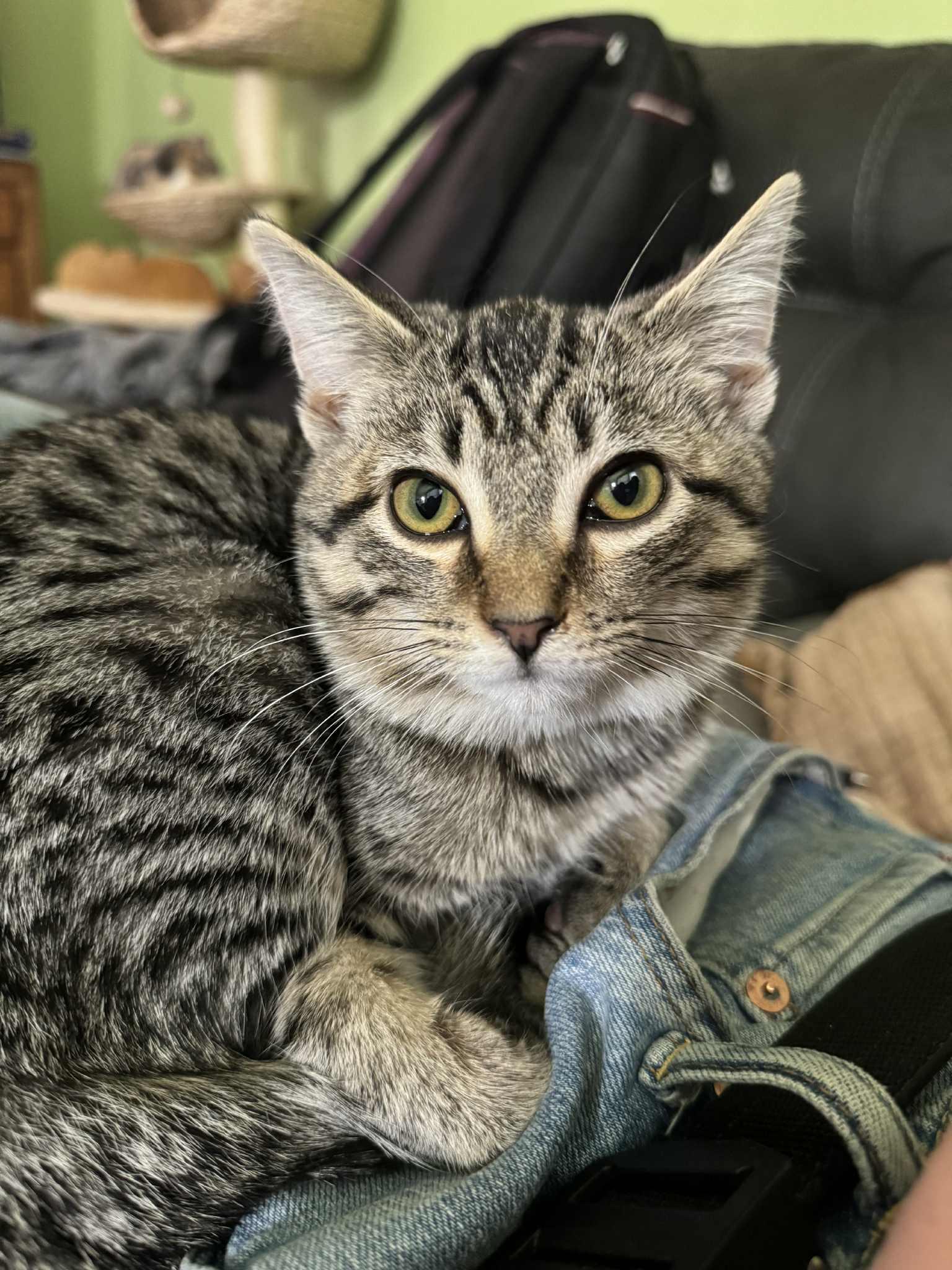 Paige, an adoptable mixed breed in Campbellsville, KY image 2/3