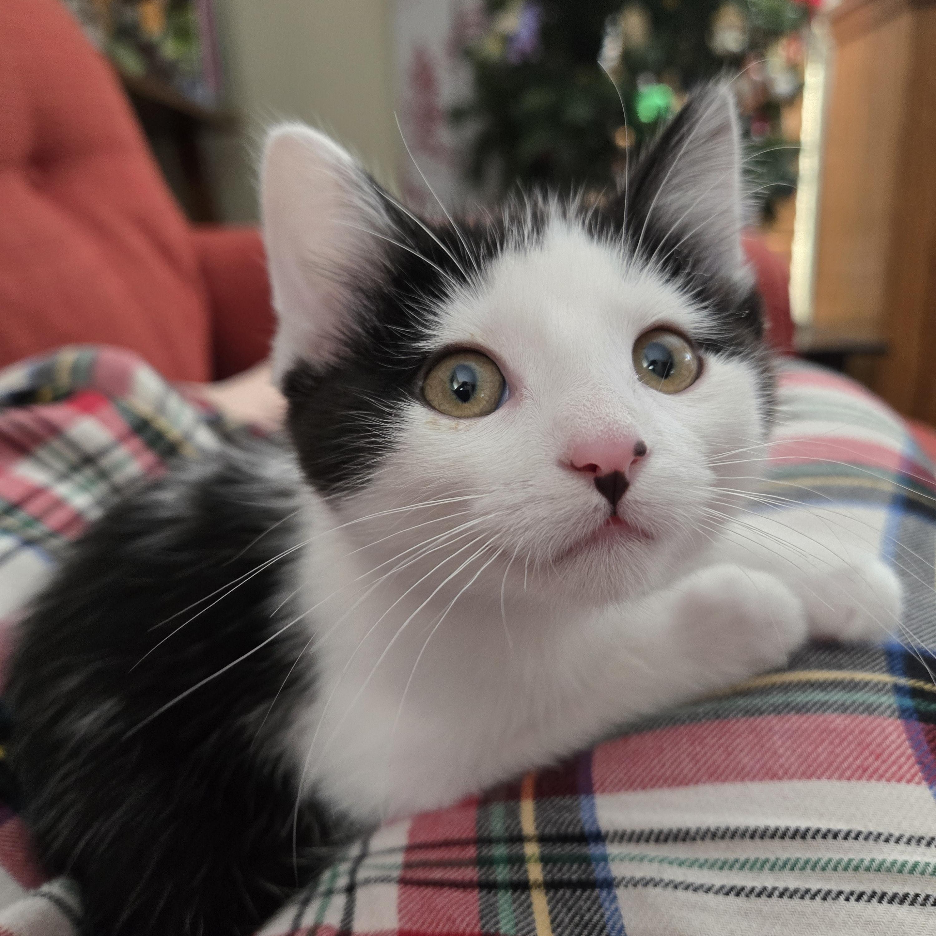 Flurry, ADOPTABLE, Kitten Female Domestic Short Hair.