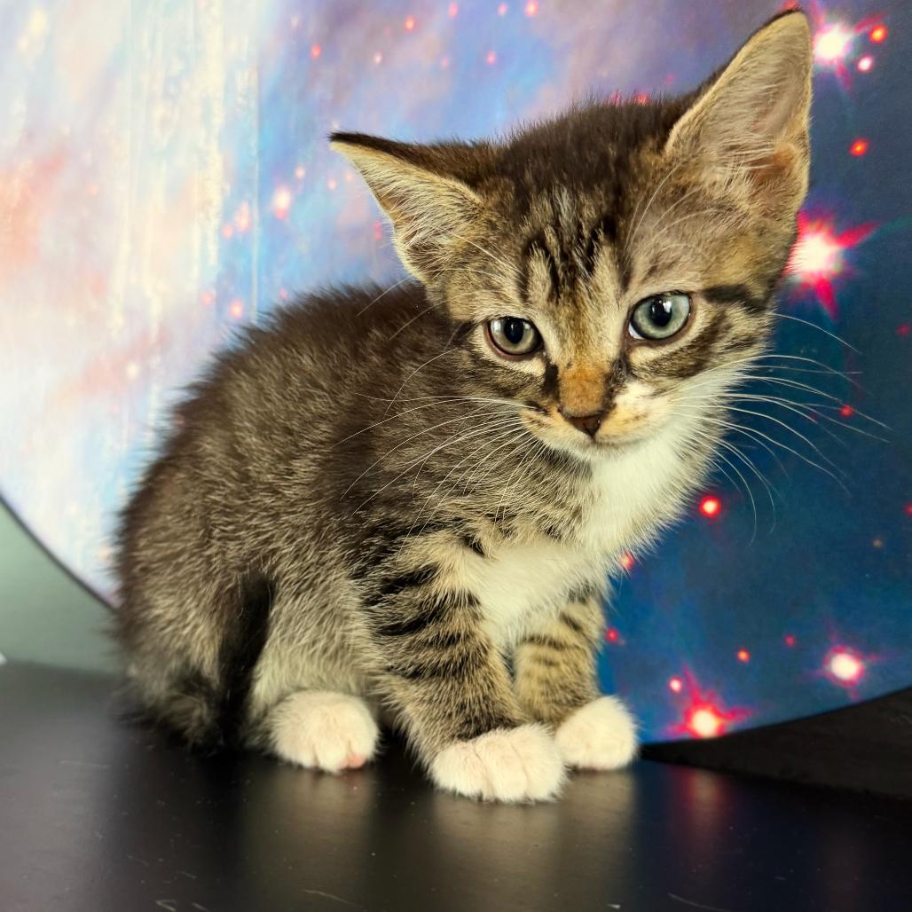 Enlarge The Odd, an adopted Domestic Short Hair in Asheville, NC image 1/1