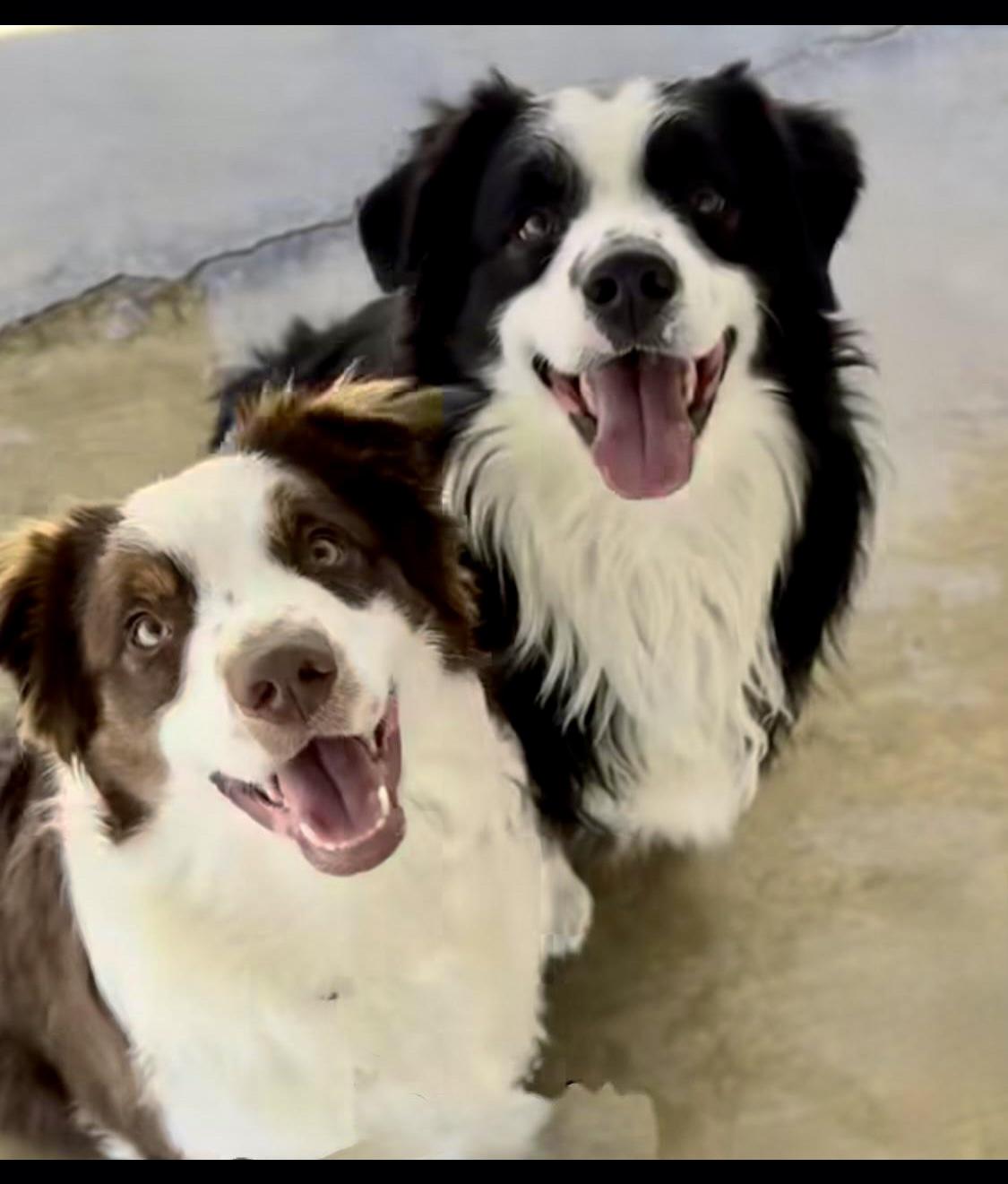 Auggie, a Adoptable Australian Shepherd in Littlerock, CA image 3/3