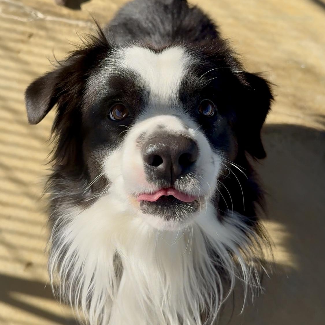 Auggie, a Adoptable Australian Shepherd in Littlerock, CA image 2/3