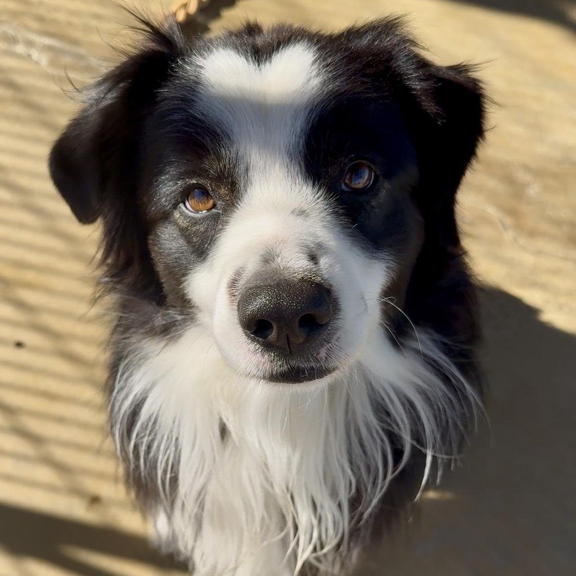 Auggie, a Adoptable Australian Shepherd in Littlerock, CA image 1/3