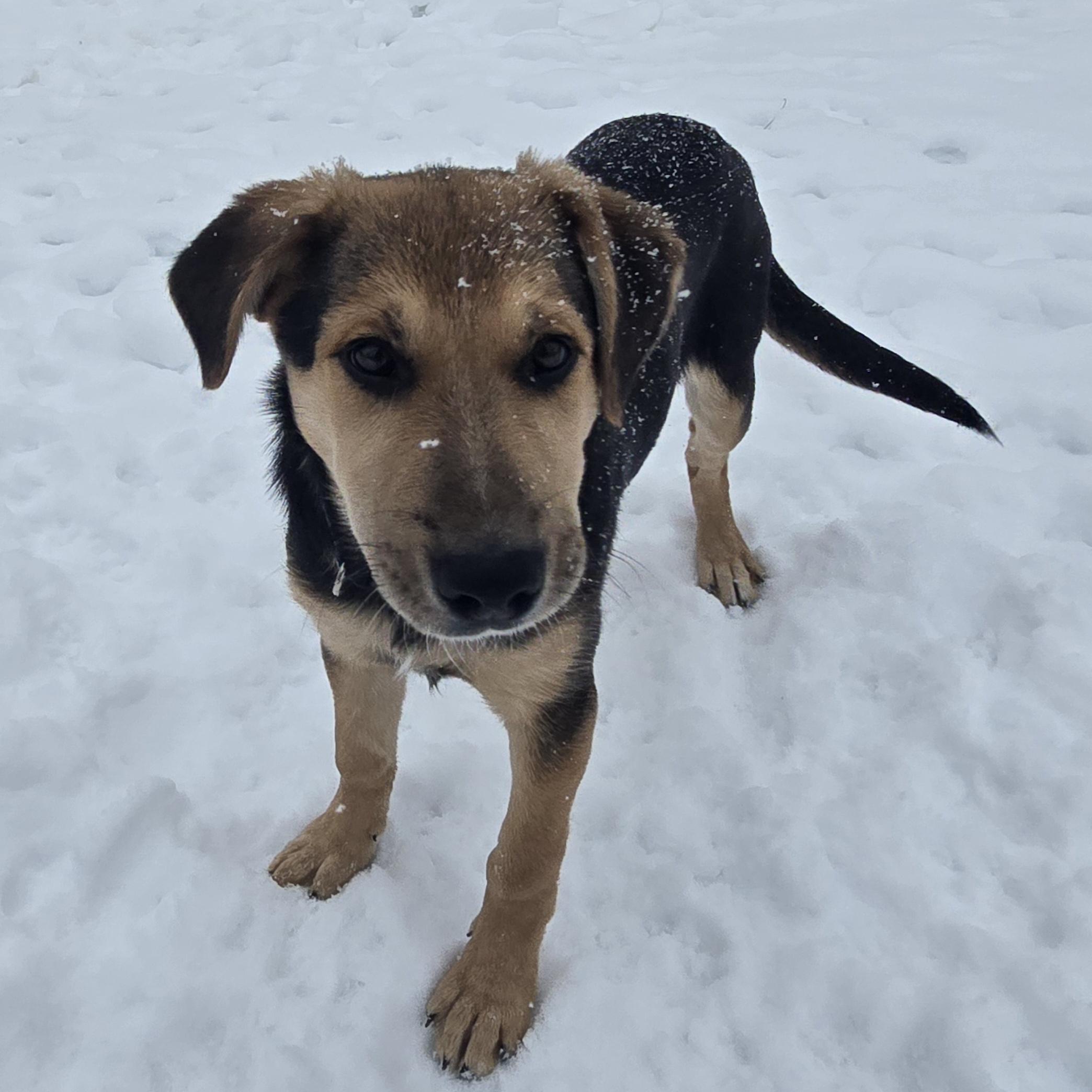 Holly, adopted, Puppy Female German Shepherd Dog.
