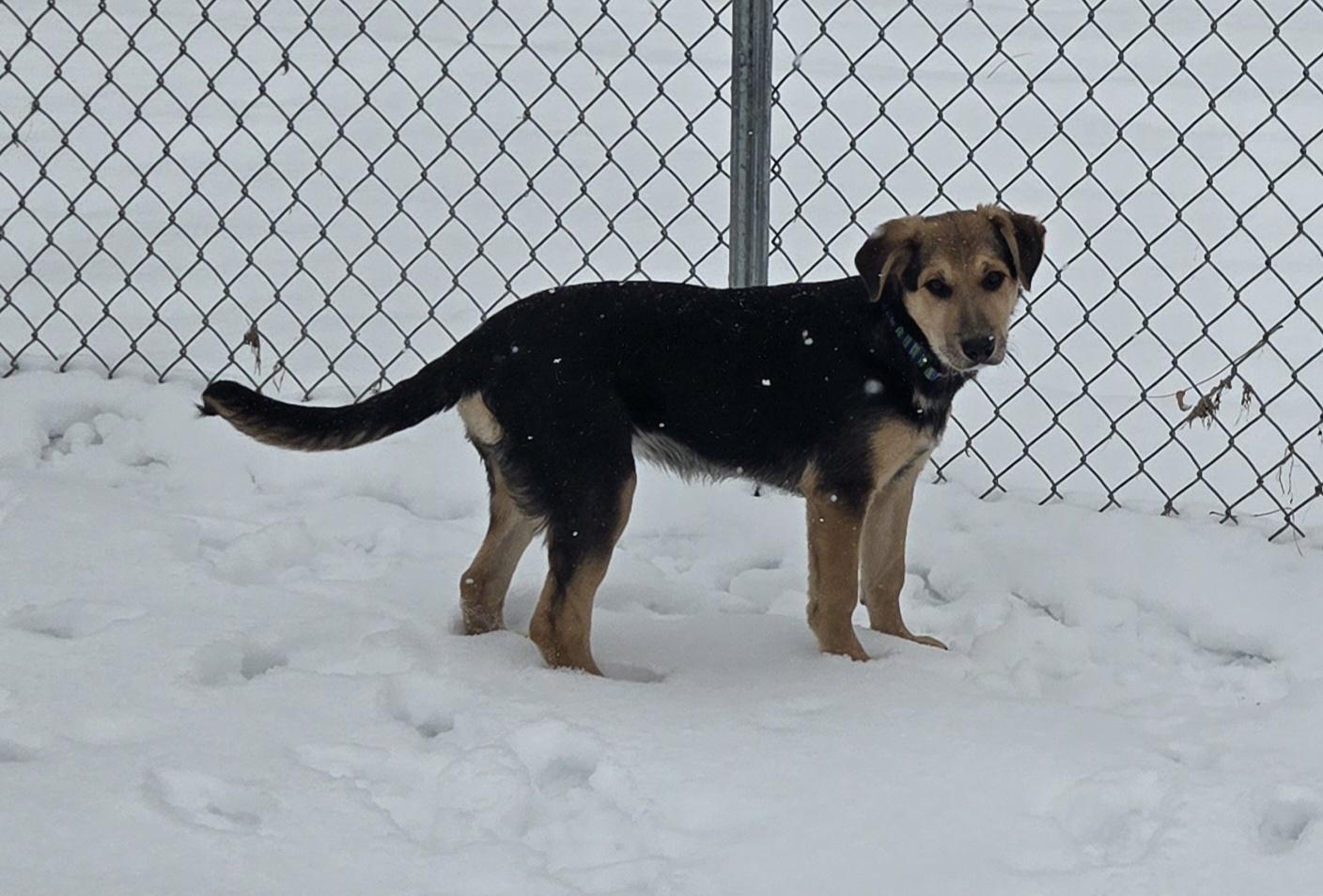 Enlarge Holly, an adopted mixed breed in Keokuk, IA image 4/6
