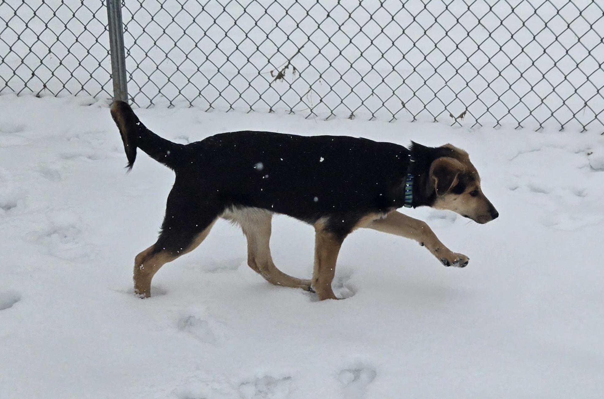 Enlarge Holly, an adopted mixed breed in Keokuk, IA image 6/6