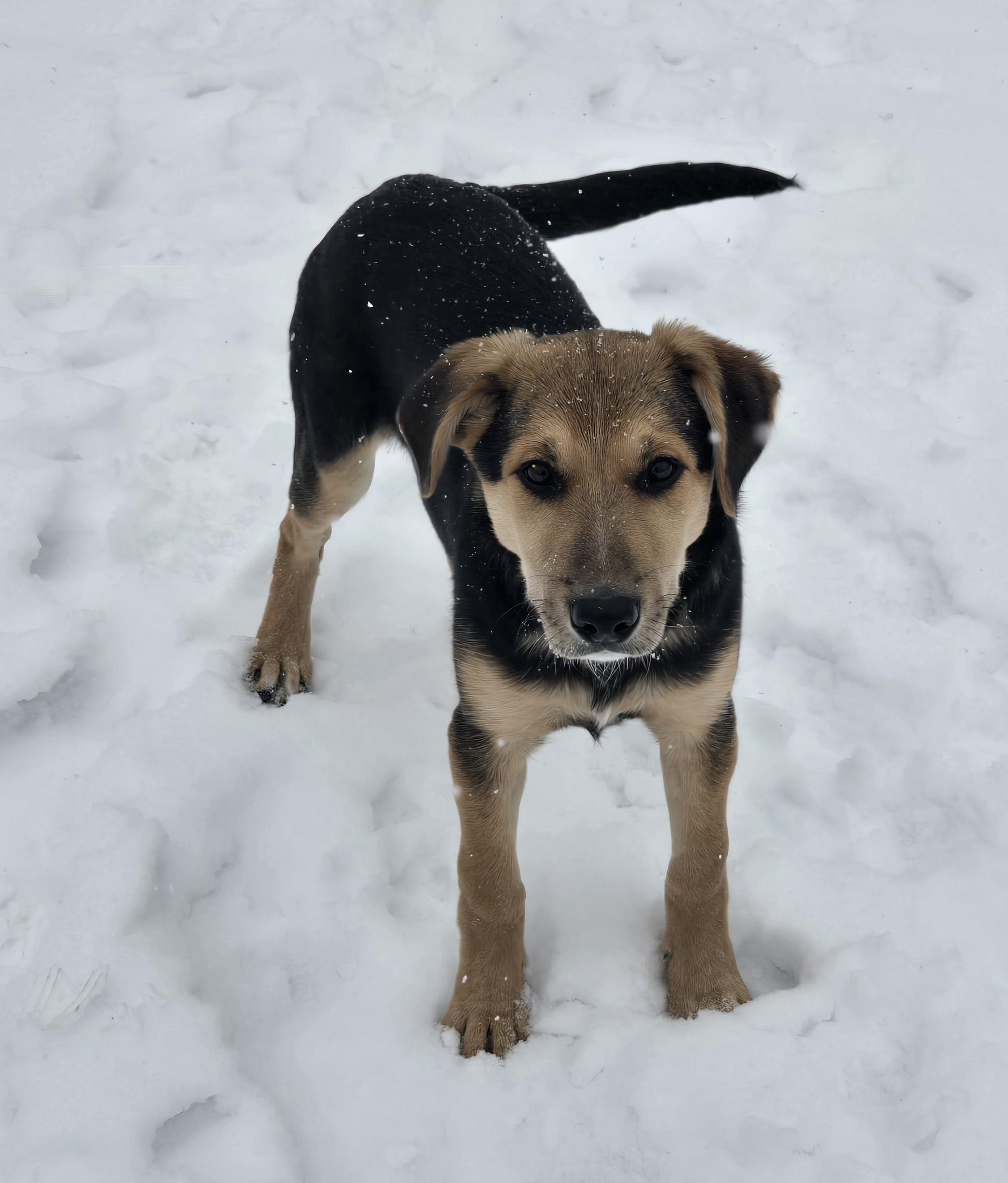 Enlarge Holly, an adopted mixed breed in Keokuk, IA image 3/6