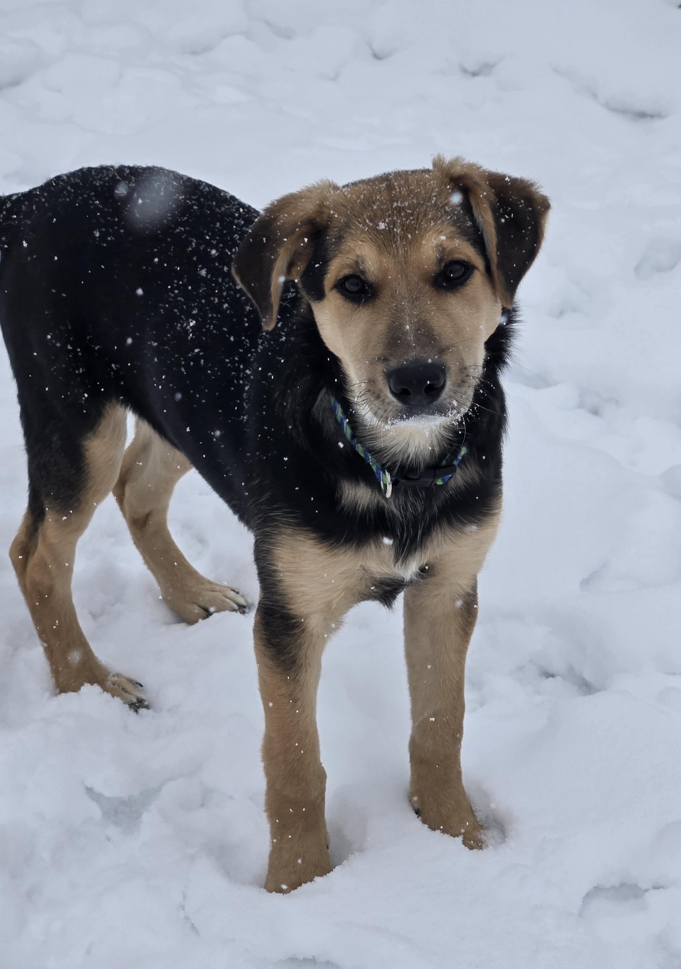 Enlarge Holly, an adopted mixed breed in Keokuk, IA image 2/6
