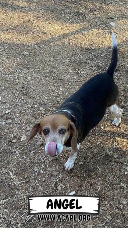 Angel, Adoptable, Senior Female Beagle & Mixed Breed.