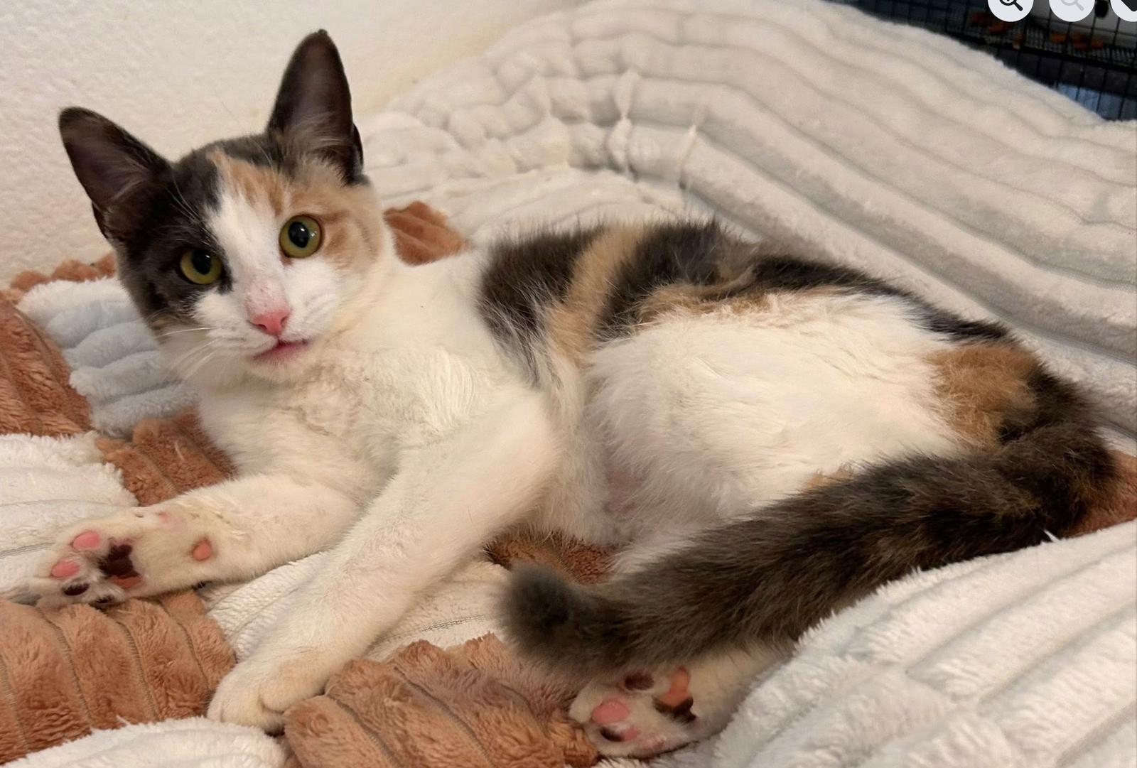 Enlarge Trixie, a Adopted Domestic Short Hair in Fort Worth, TX image 1/1