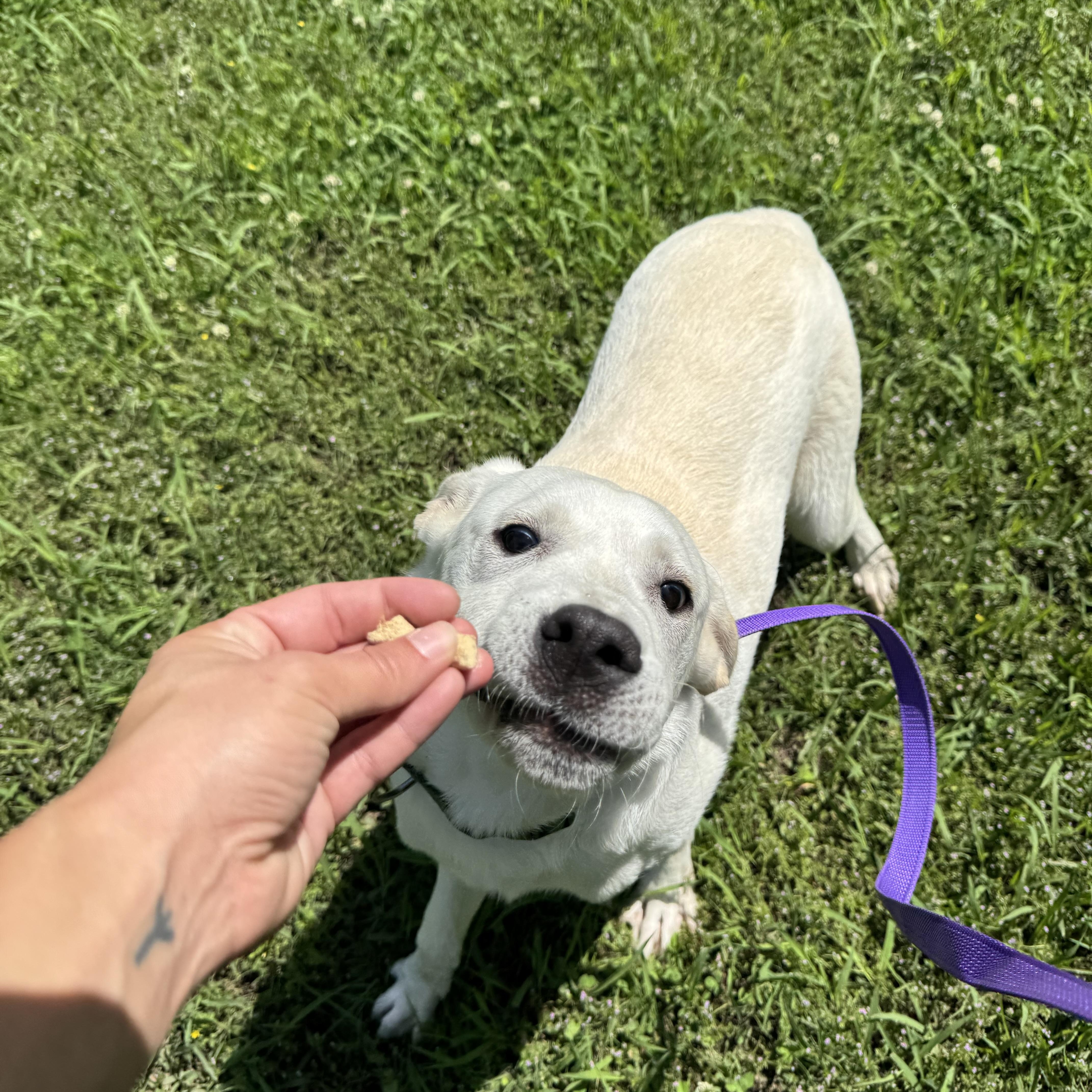 Enlarge Raylee, a ADOPTABLE Great Pyrenees in Sherman, TX image 3/4
