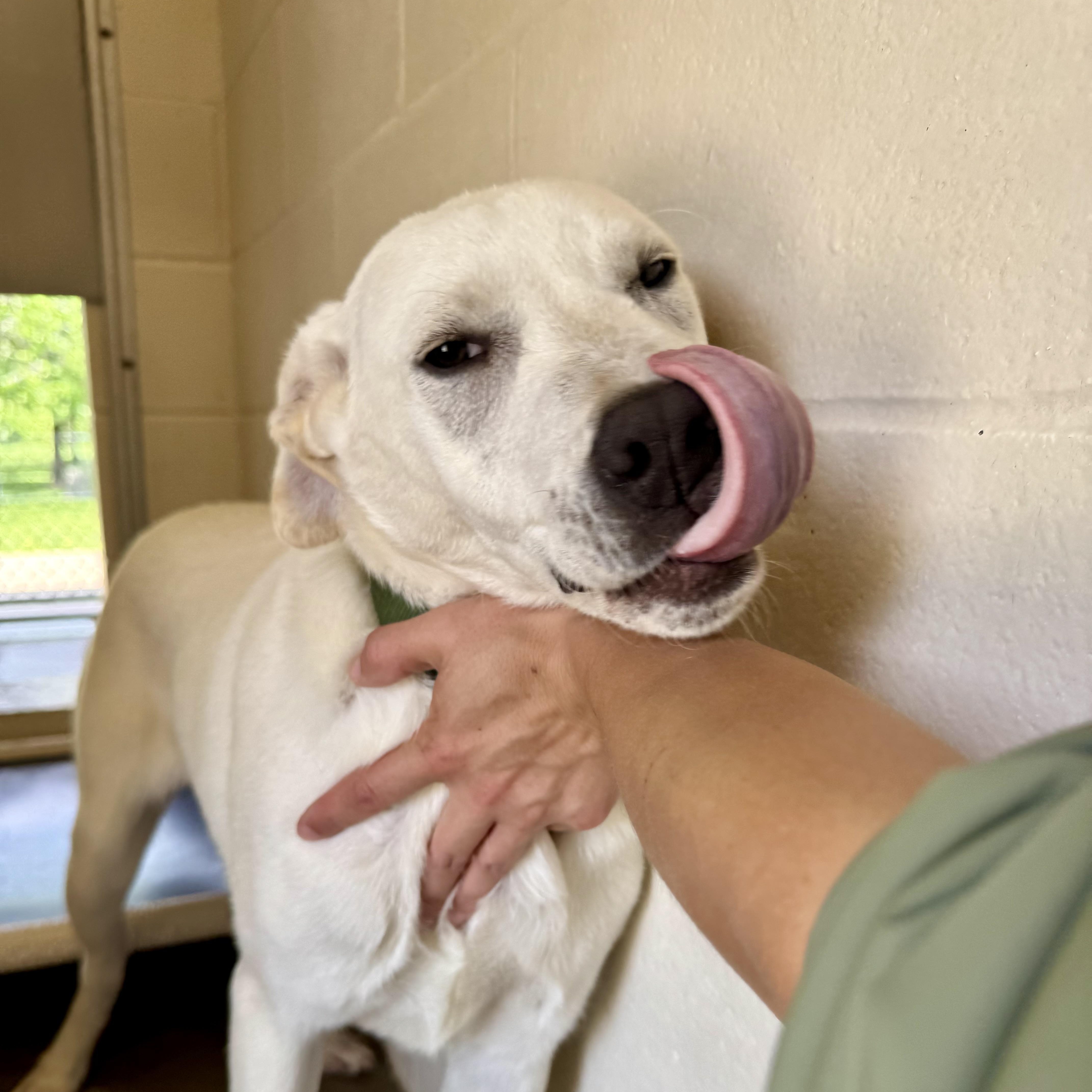 Enlarge Raylee, a ADOPTABLE Great Pyrenees in Sherman, TX image 1/4