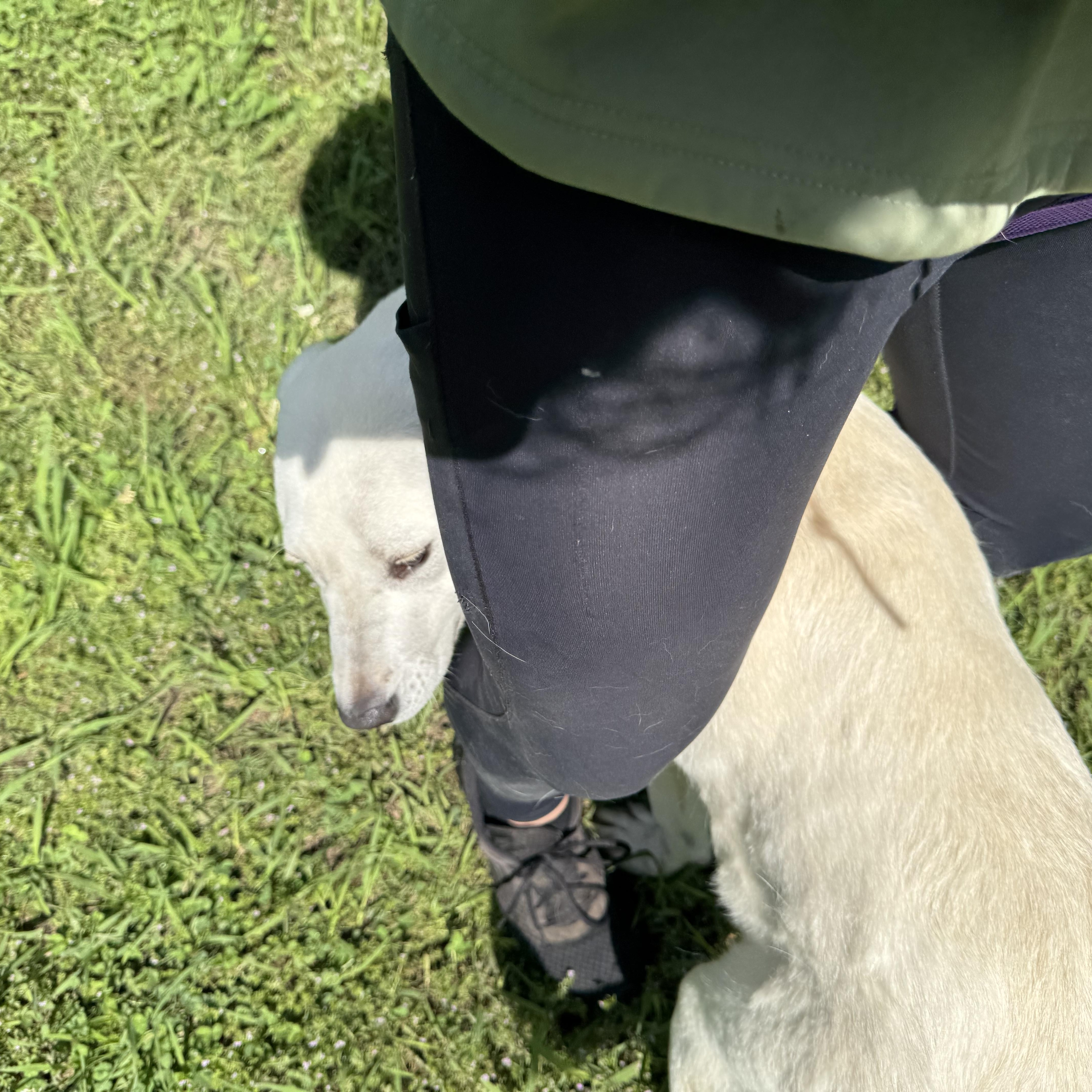 Enlarge Raylee, a ADOPTABLE Great Pyrenees in Sherman, TX image 2/4