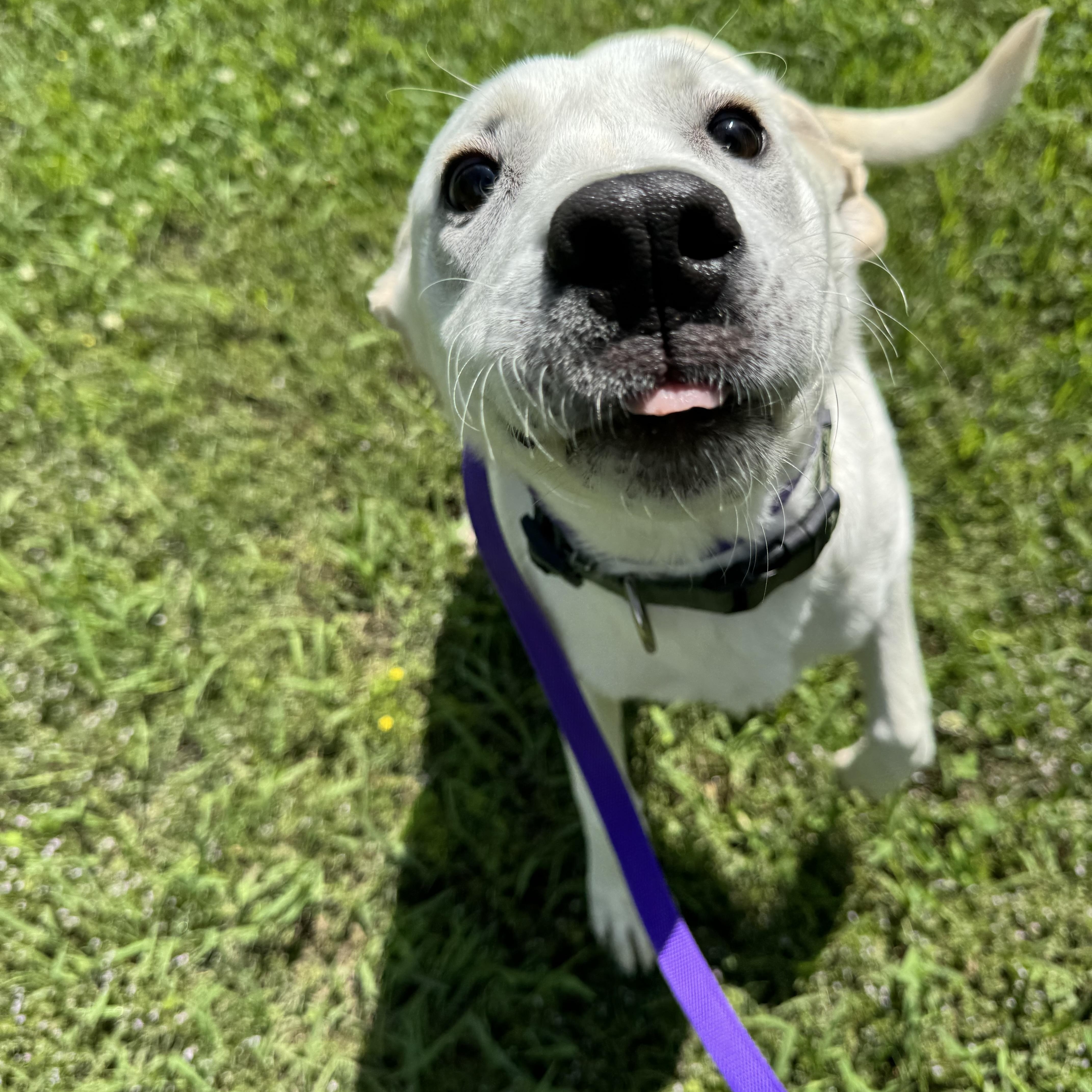 Enlarge Raylee, a ADOPTABLE Great Pyrenees in Sherman, TX image 4/4