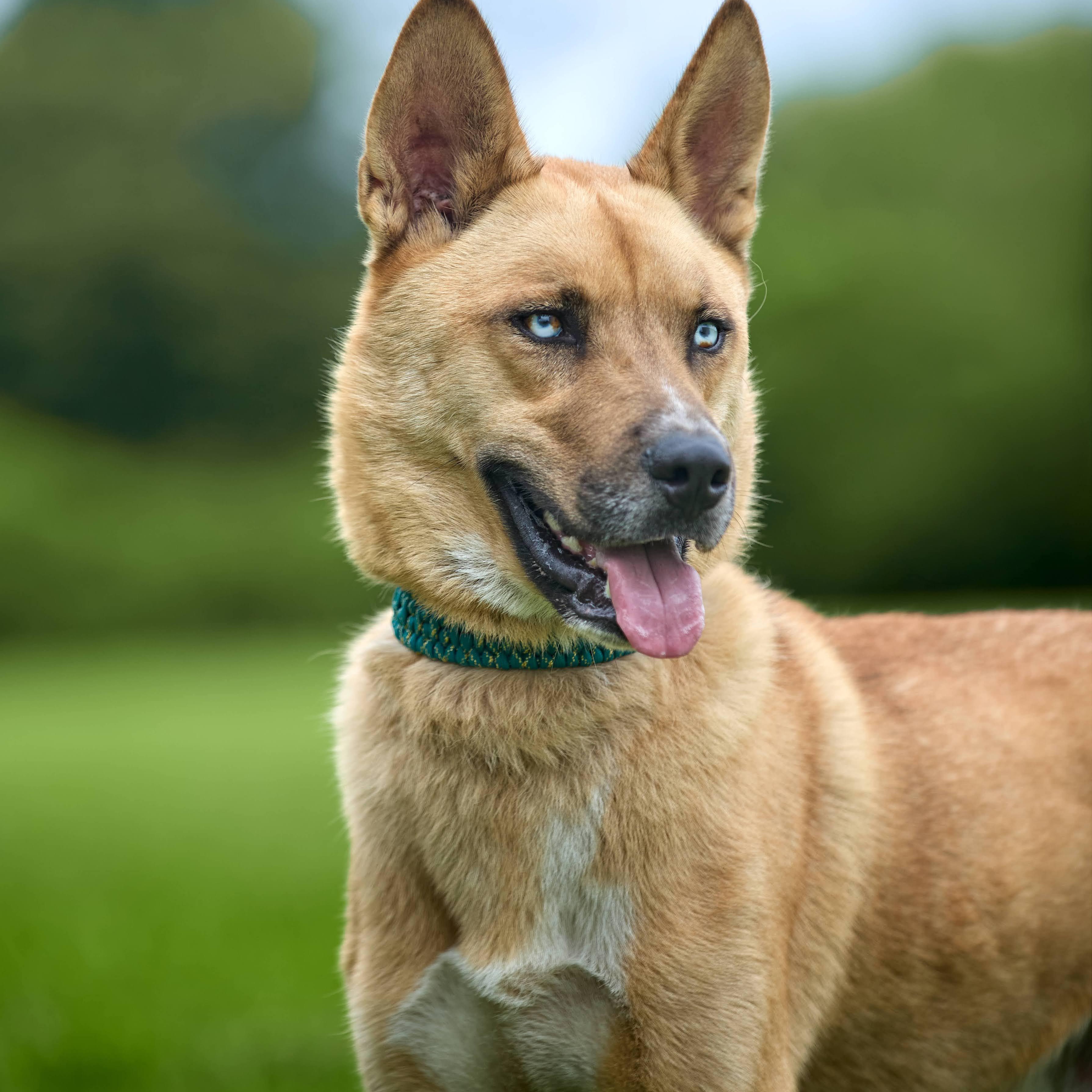 Enlarge Kaiju (ATTENDING PUPS FOR PAROLE), a Adoptable mixed breed in Springfield, MO image 4/6