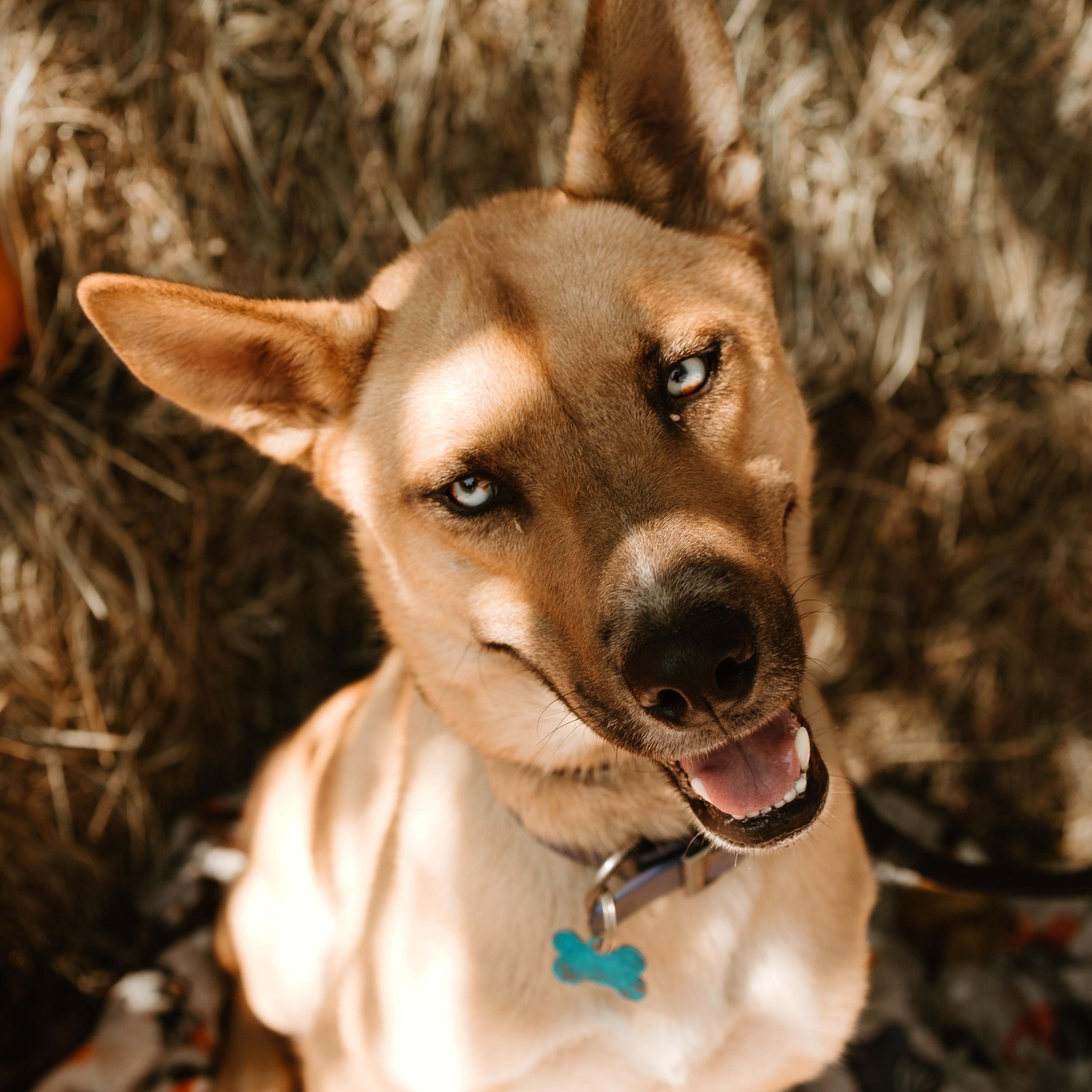 Enlarge Kaiju (ATTENDING PUPS FOR PAROLE), a Adoptable mixed breed in Springfield, MO image 5/6