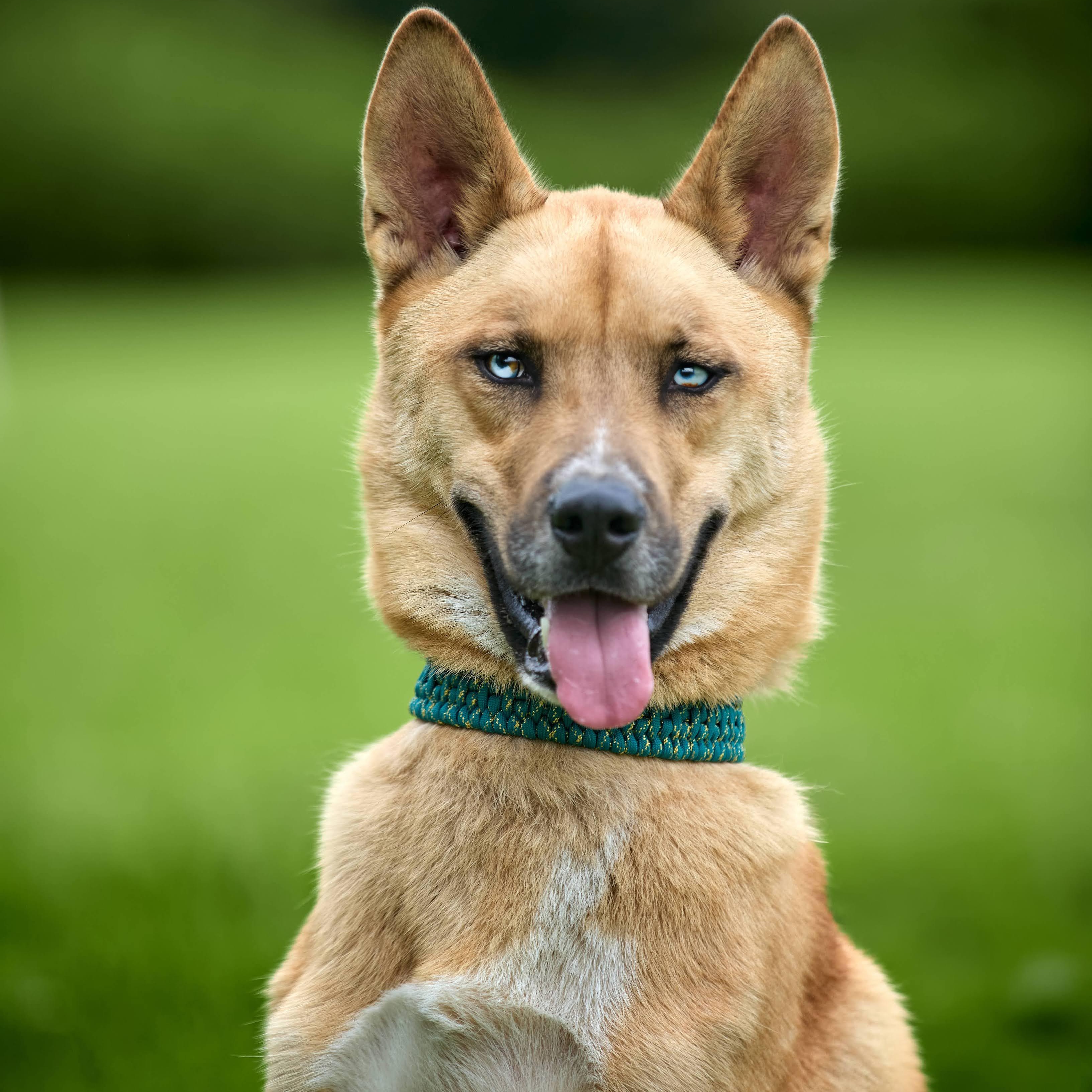 Enlarge Kaiju (ATTENDING PUPS FOR PAROLE), a Adoptable mixed breed in Springfield, MO image 6/6