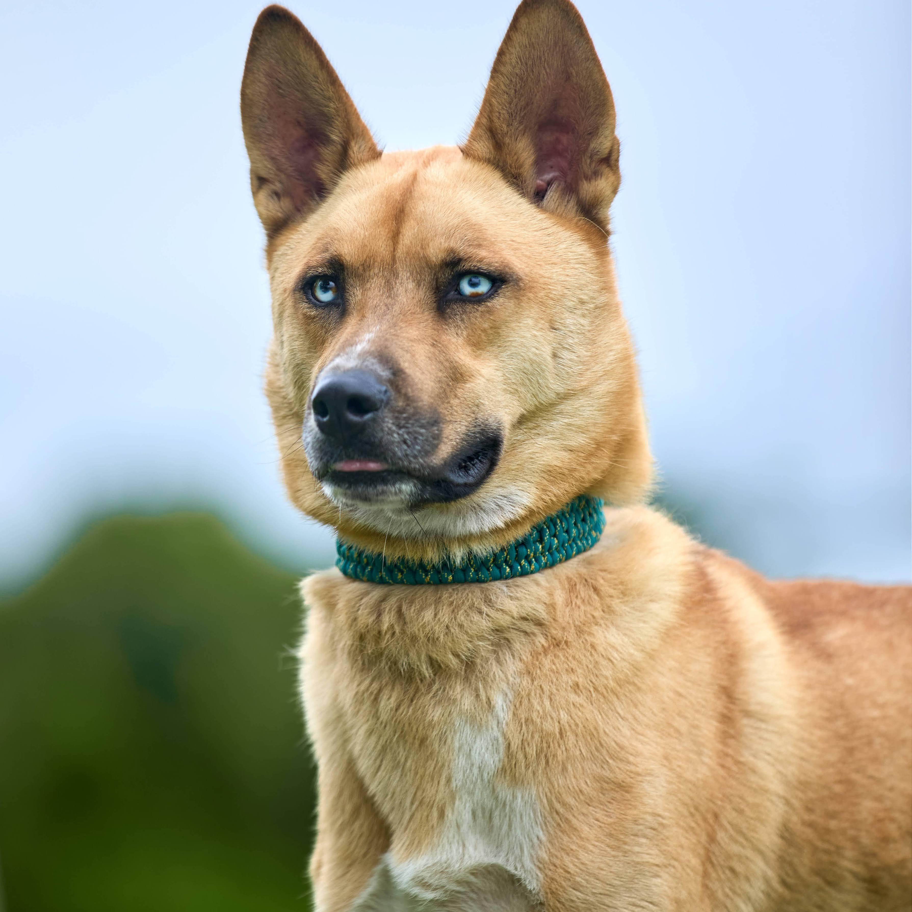 Enlarge Kaiju (ATTENDING PUPS FOR PAROLE), a Adoptable mixed breed in Springfield, MO image 2/6