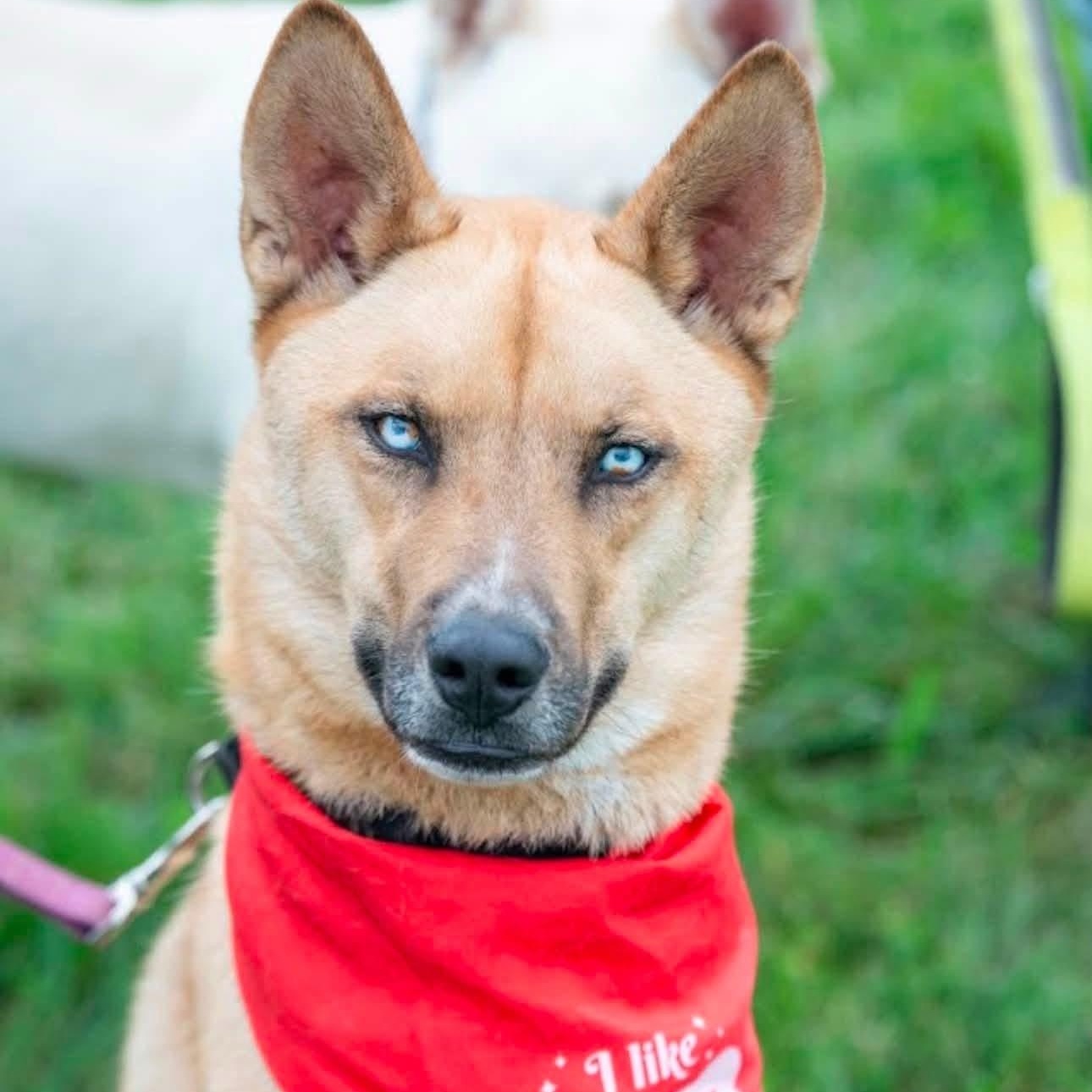 Kaiju (ATTENDING PUPS FOR PAROLE), Adoptable, Adult Male Husky & Shepherd.
