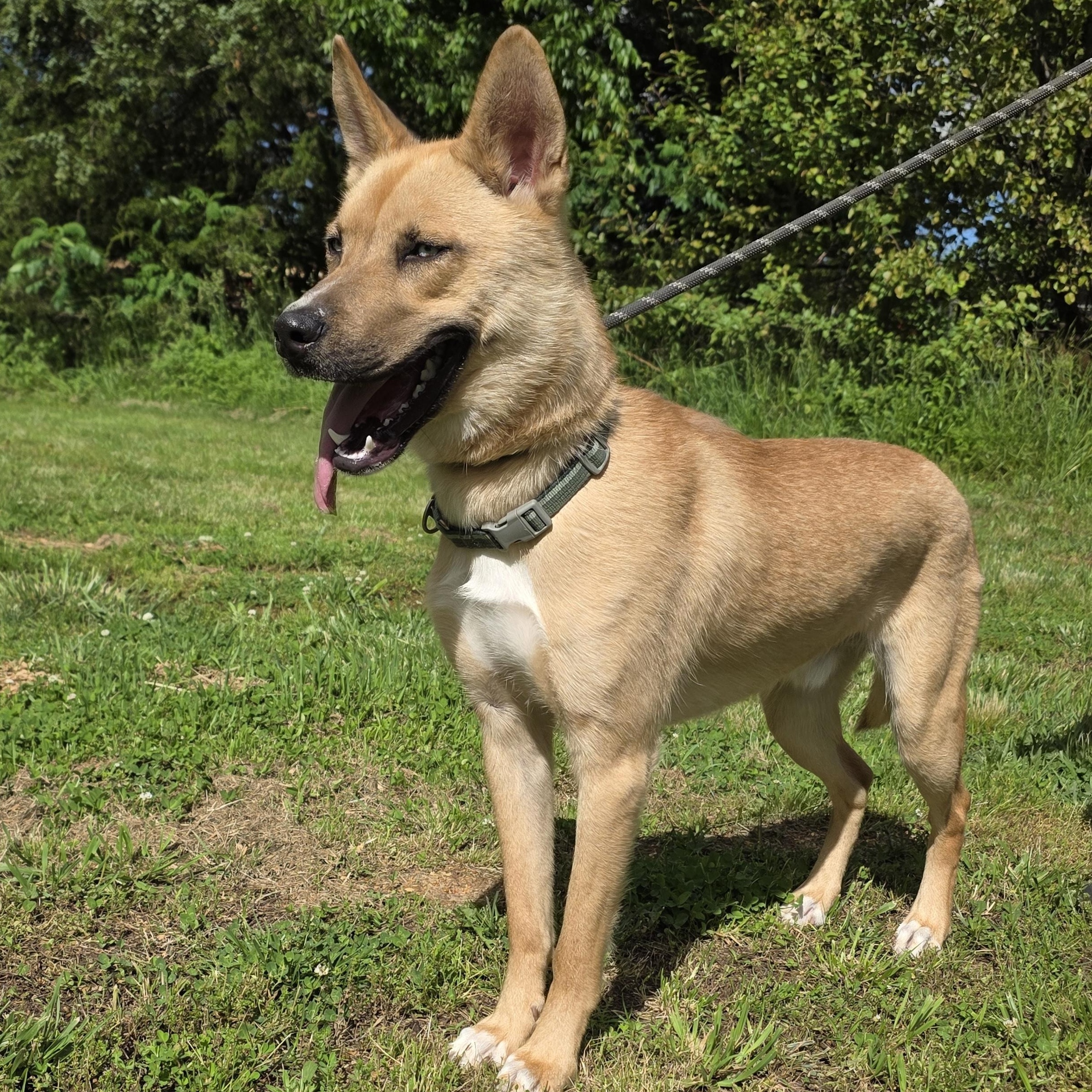 Enlarge Kaiju (ATTENDING PUPS FOR PAROLE), a Adoptable mixed breed in Springfield, MO image 3/6