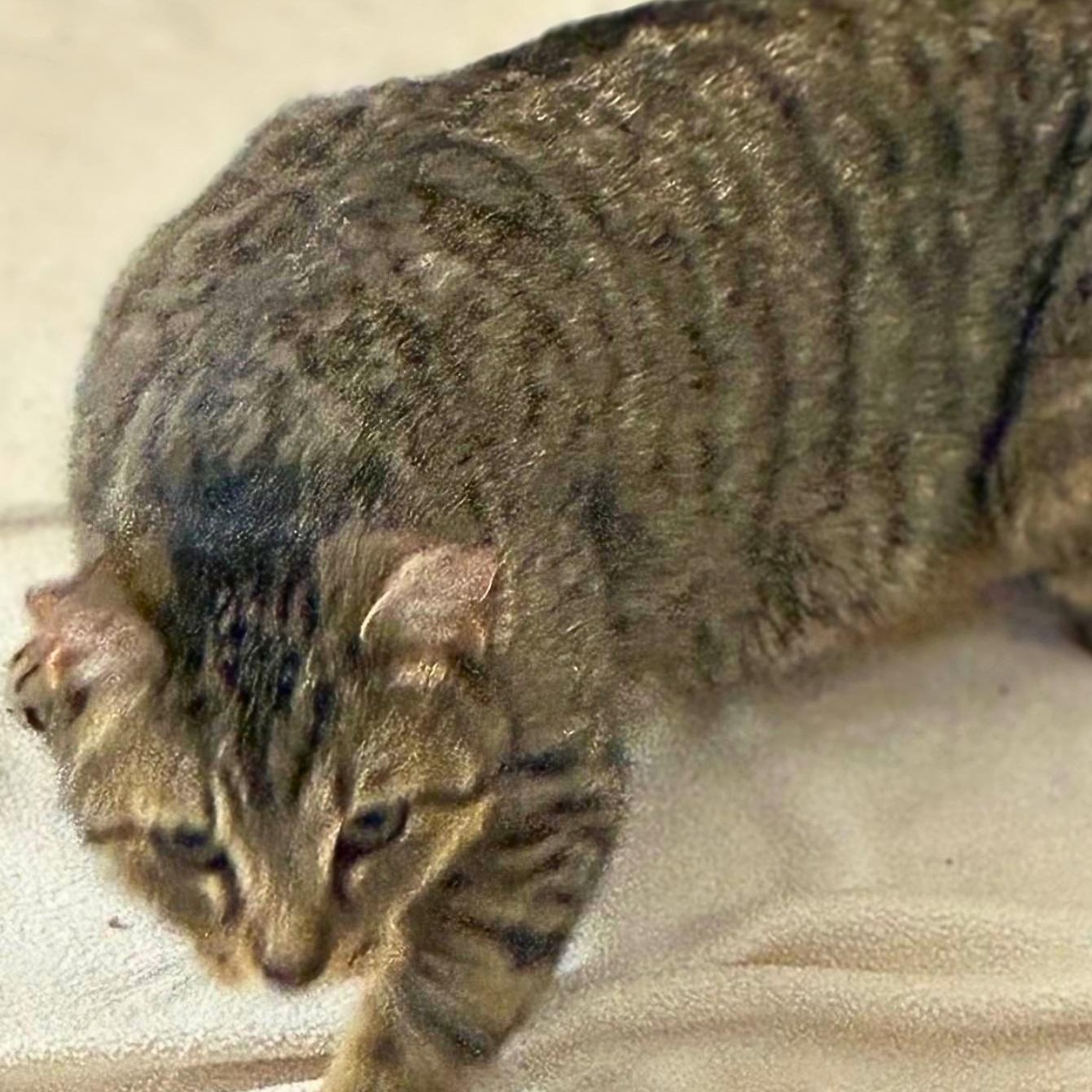 Enlarge Robin, a Adoptable Domestic Short Hair in Lemoyne, PA image 5/6