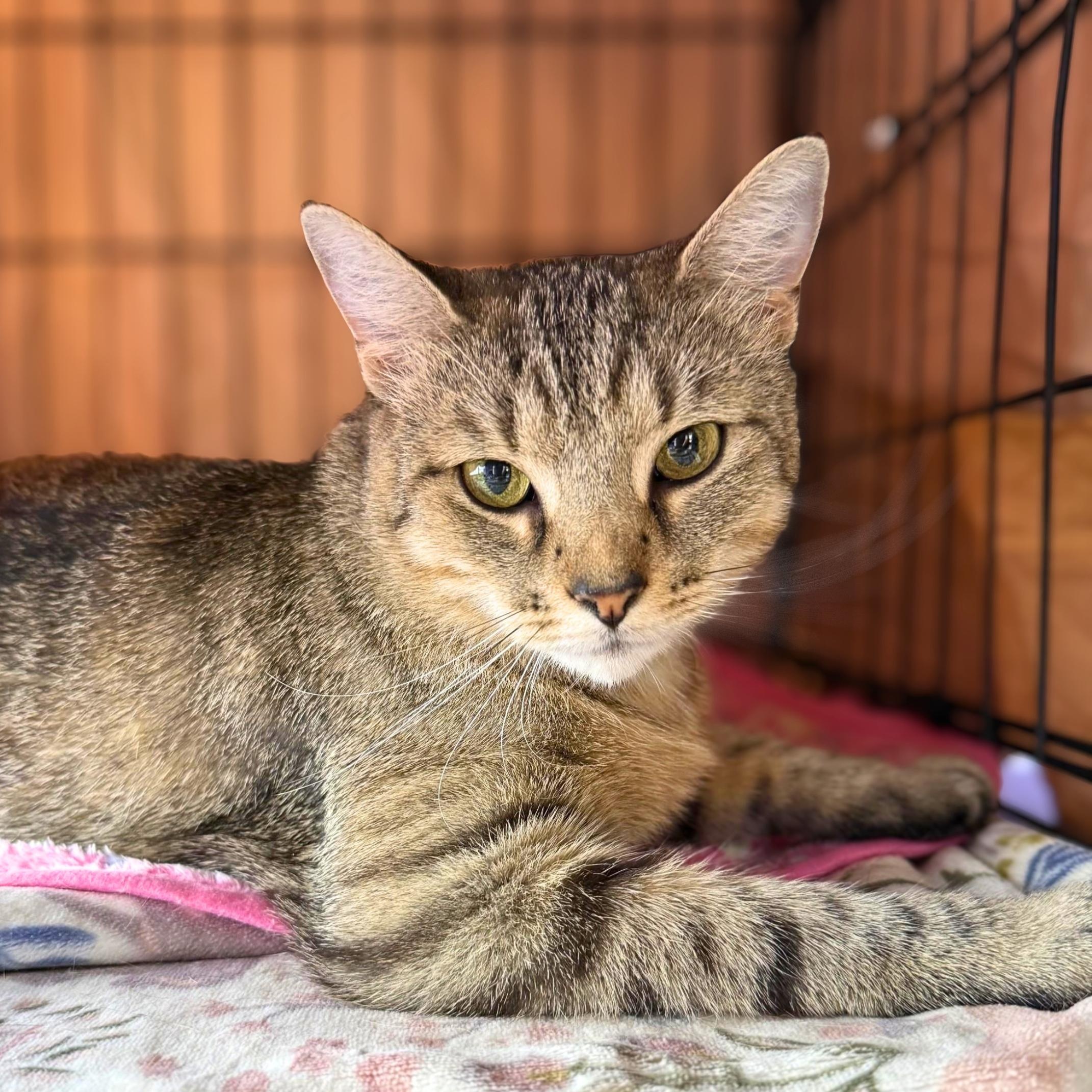 Robin, Adoptable, Adult Female Domestic Short Hair.