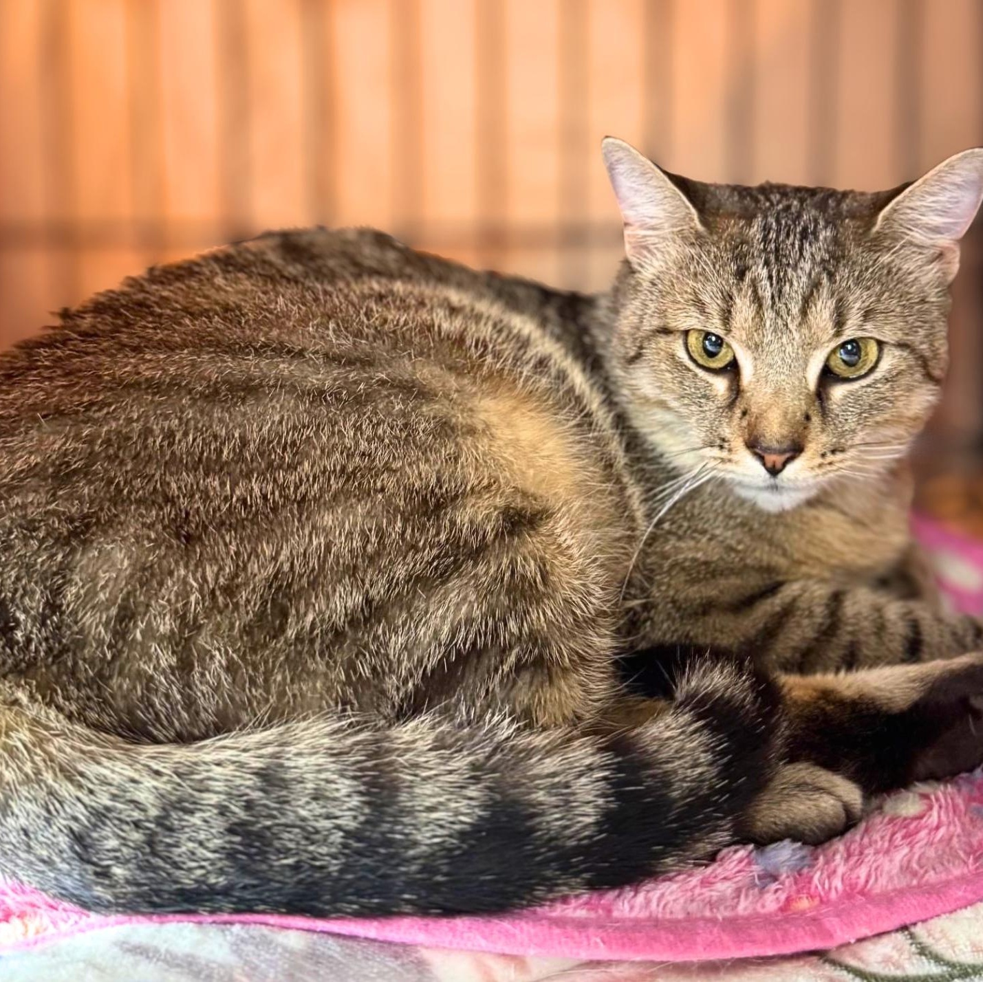 Enlarge Robin, a Adoptable Domestic Short Hair in Lemoyne, PA image 3/6