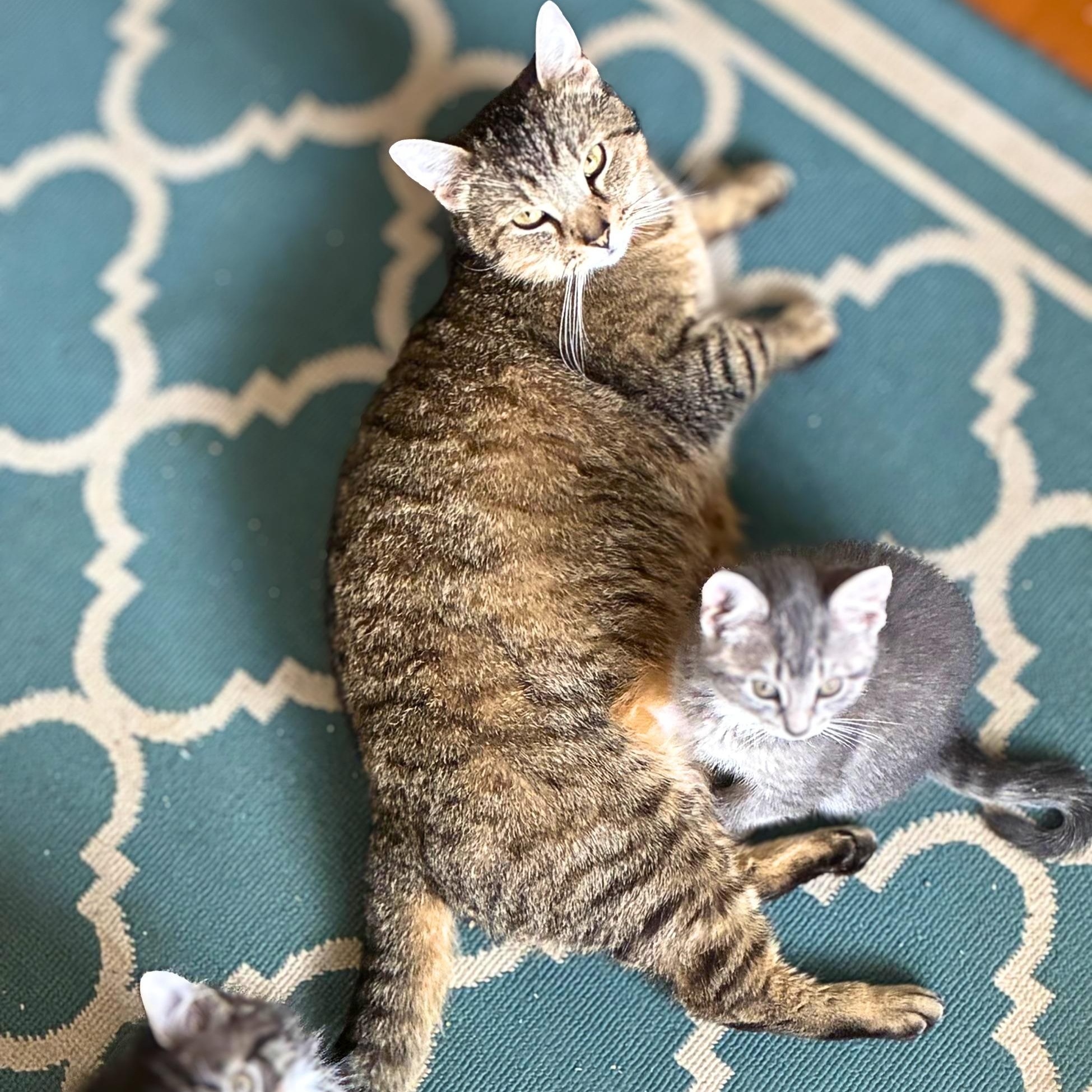 Enlarge Robin, a Adoptable Domestic Short Hair in Lemoyne, PA image 4/6