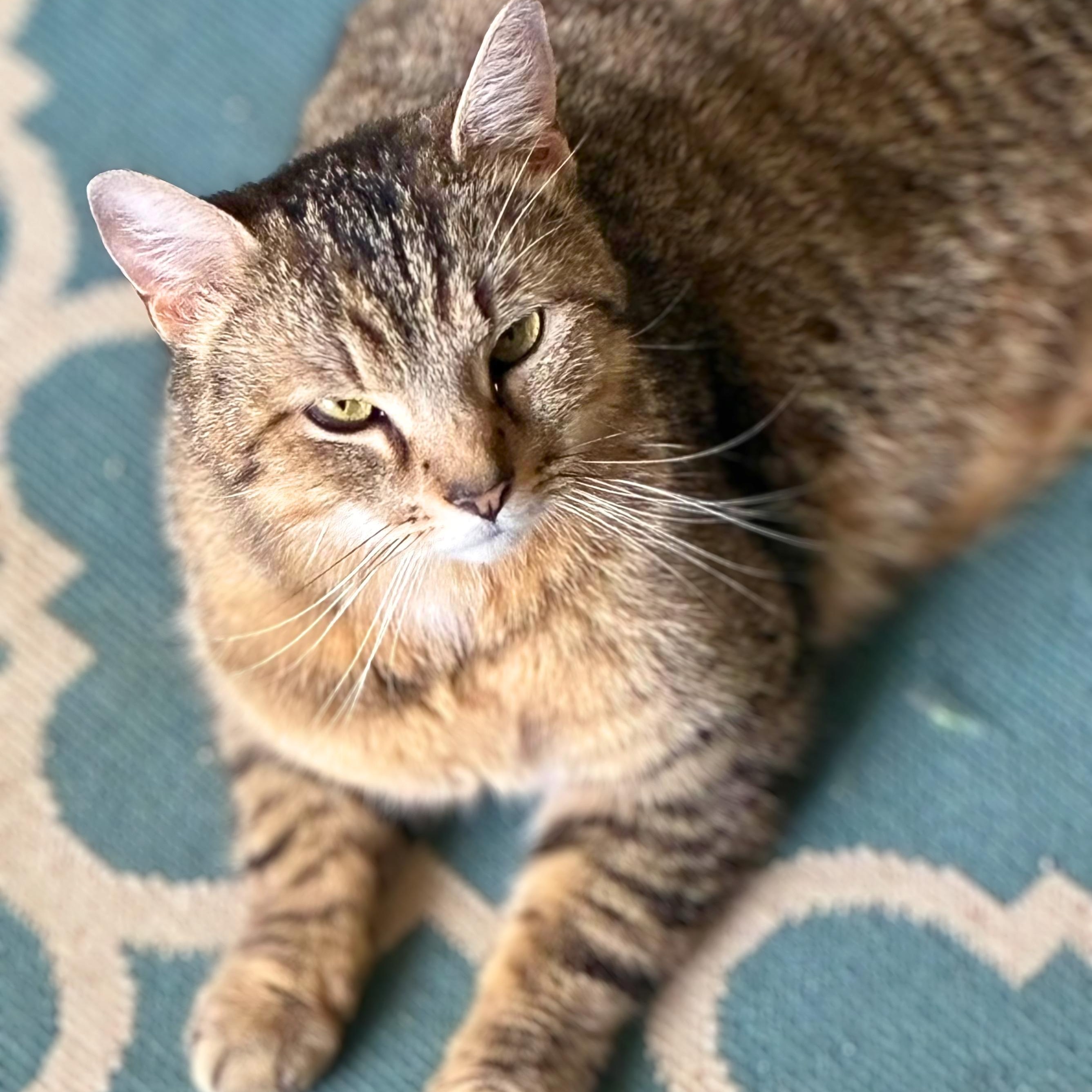 Enlarge Robin, a Adoptable Domestic Short Hair in Lemoyne, PA image 2/6