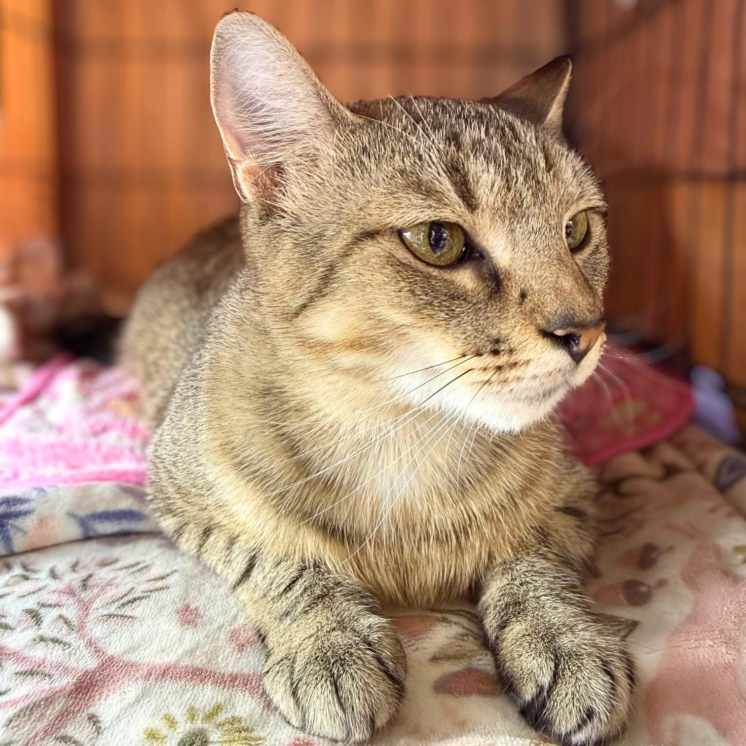 Enlarge Robin, a Adoptable Domestic Short Hair in Lemoyne, PA image 6/6