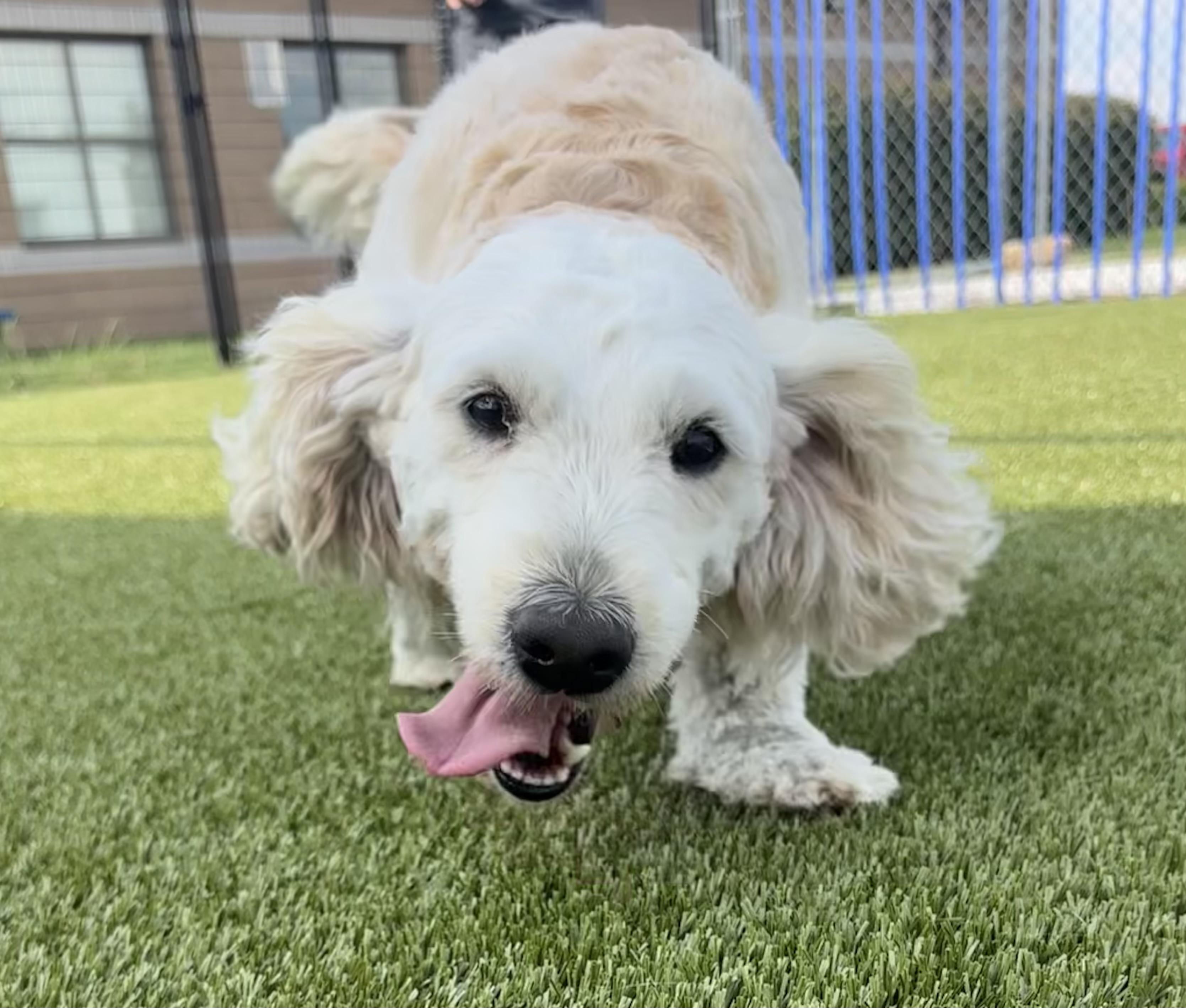 Enlarge Whiskey, a Adopted Goldendoodle in Neosho, MO image 2/2