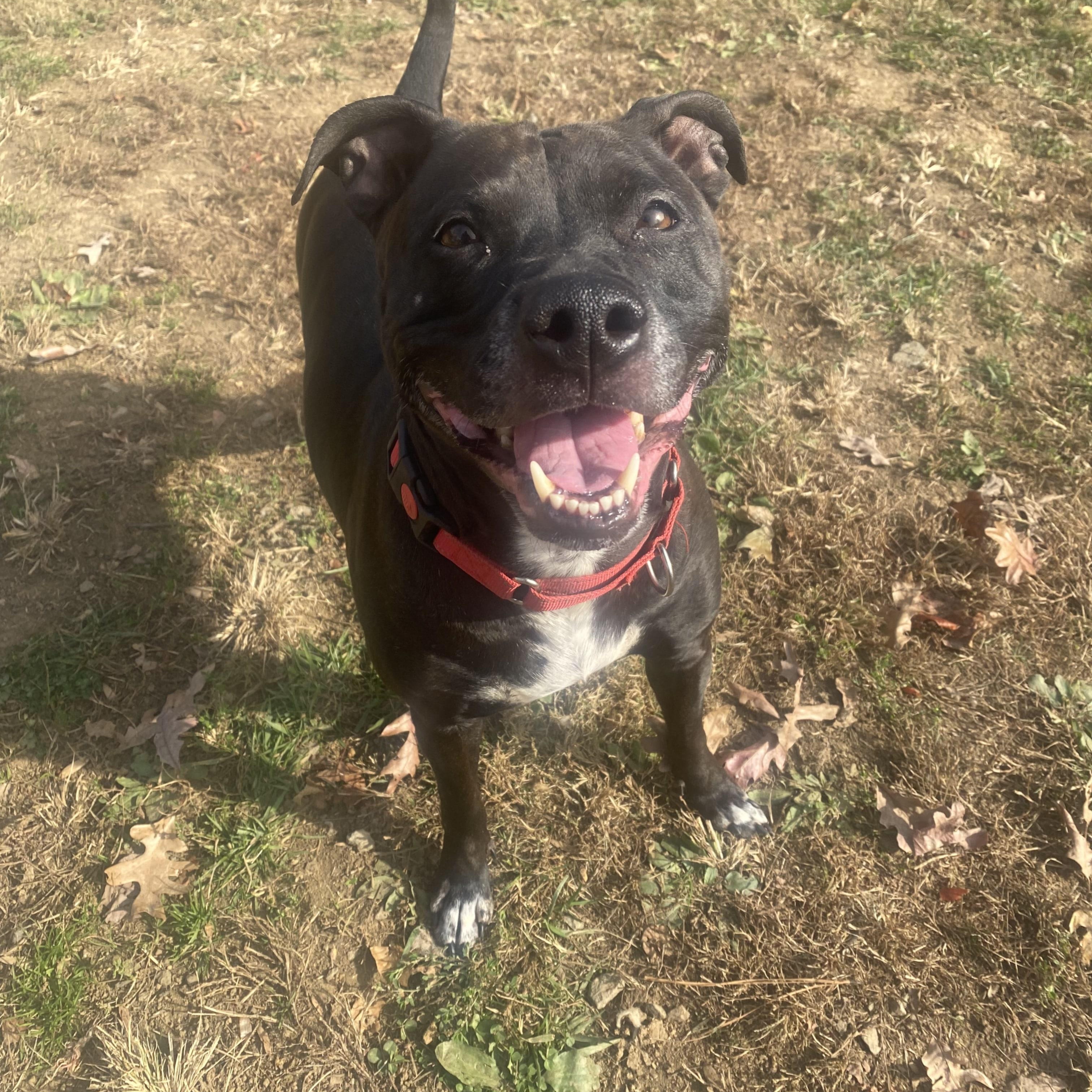 Wilma, Adoptable, Adult Female Pit Bull Terrier.