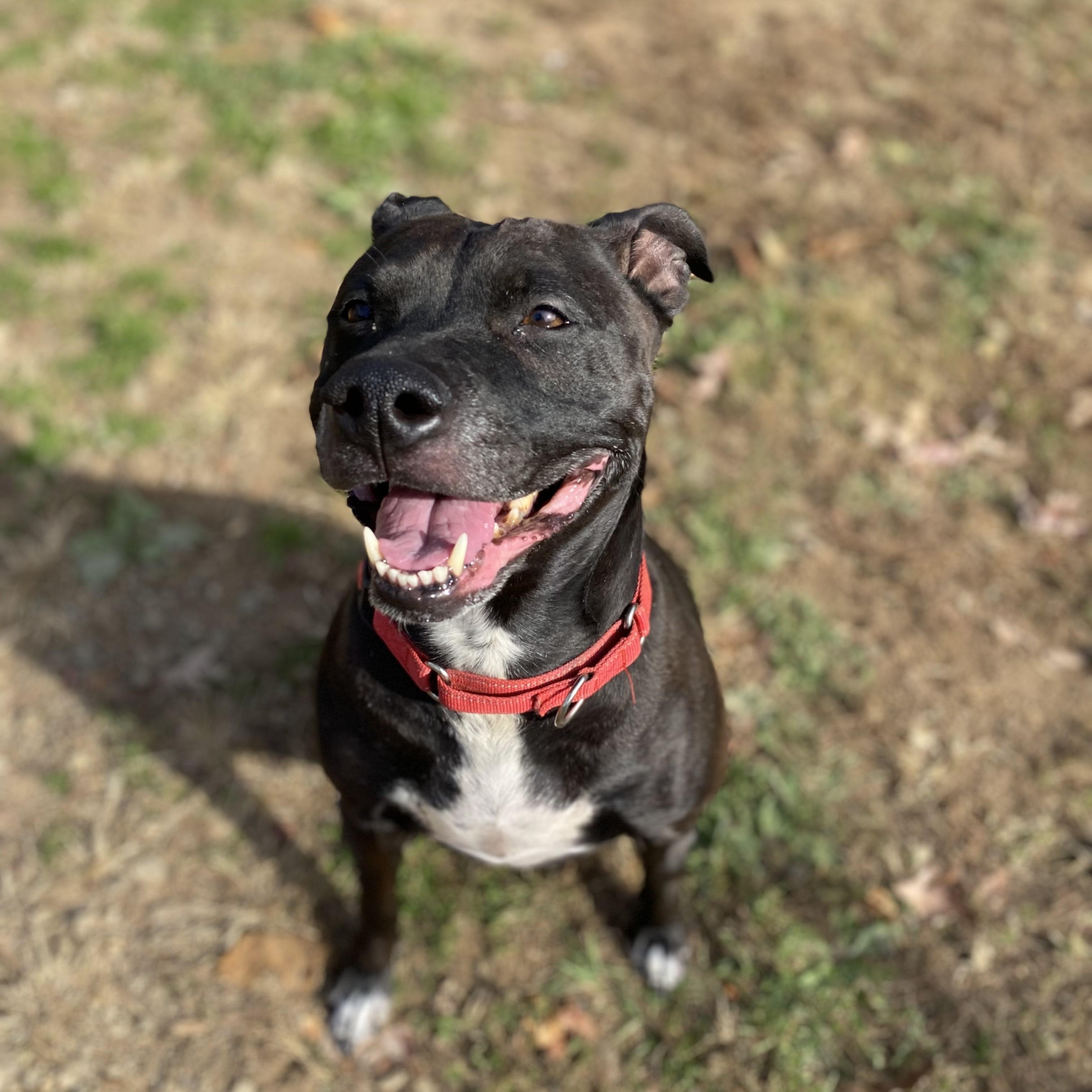 Wilma, a Adoptable Pit Bull Terrier in Orange, VA image 2/5