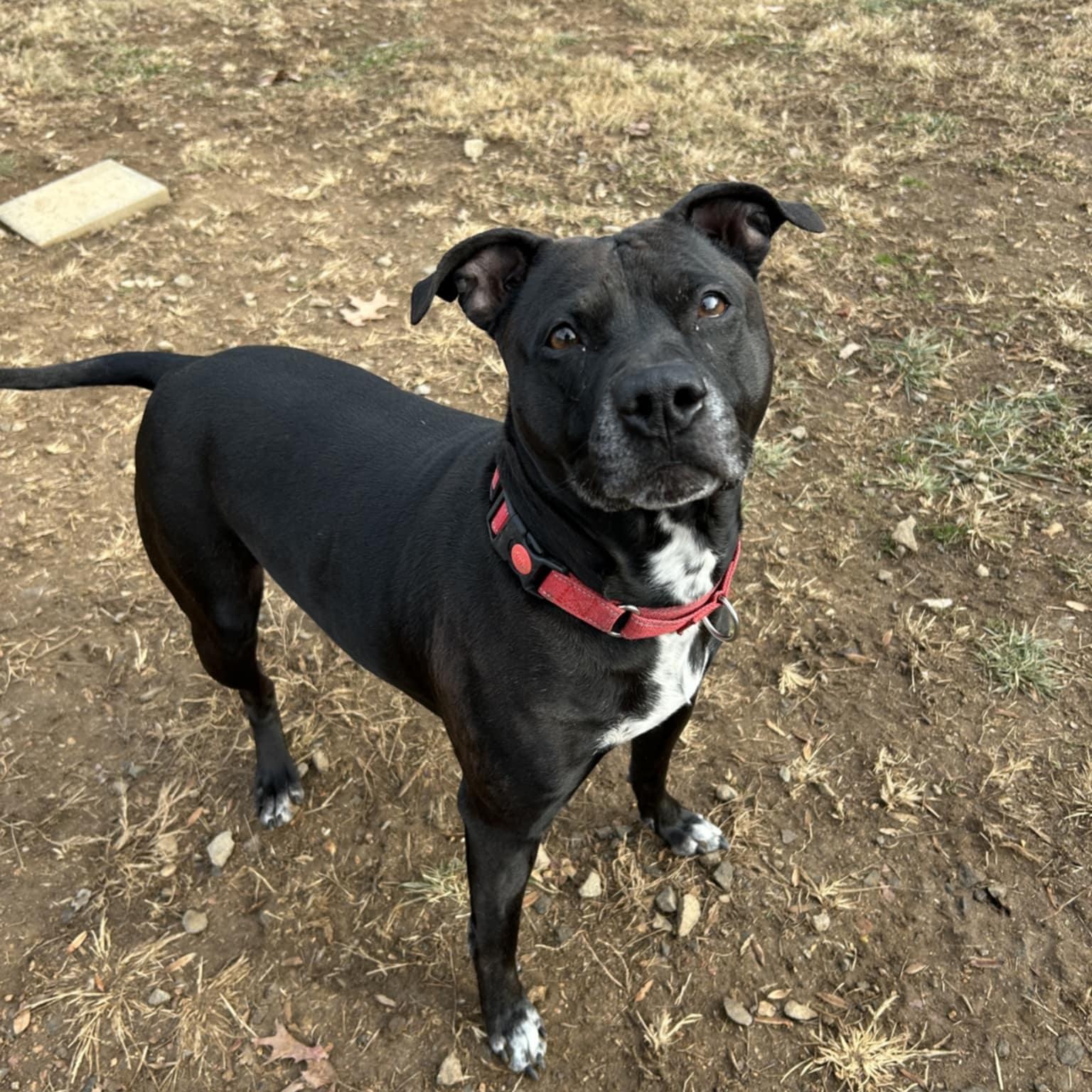 Enlarge Wilma, a Adoptable Pit Bull Terrier in Orange, VA image 2/6