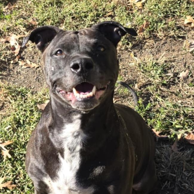Wilma, a Adoptable Pit Bull Terrier in Orange, VA image 3/5