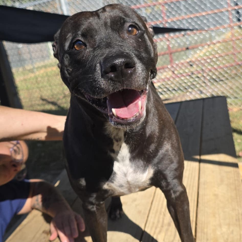 Wilma, a Adoptable Pit Bull Terrier in Orange, VA image 5/5