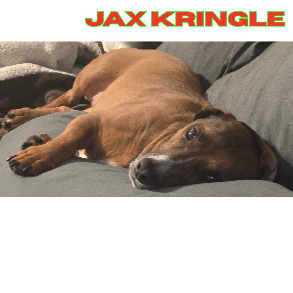 Enlarge Jax Kringle, a Adoptable Dachshund in San Antonio, TX image 1/3