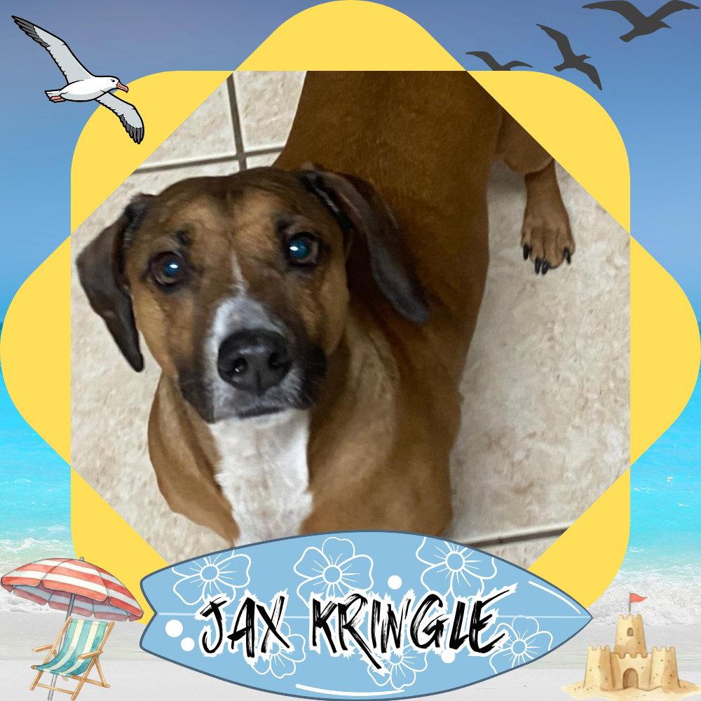 Jax Kringle, a Adoptable Dachshund in San Antonio, TX image 2/3