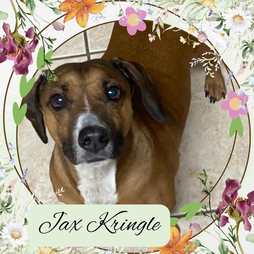 Enlarge Jax Kringle, a Adoptable Dachshund in San Antonio, TX image 2/3