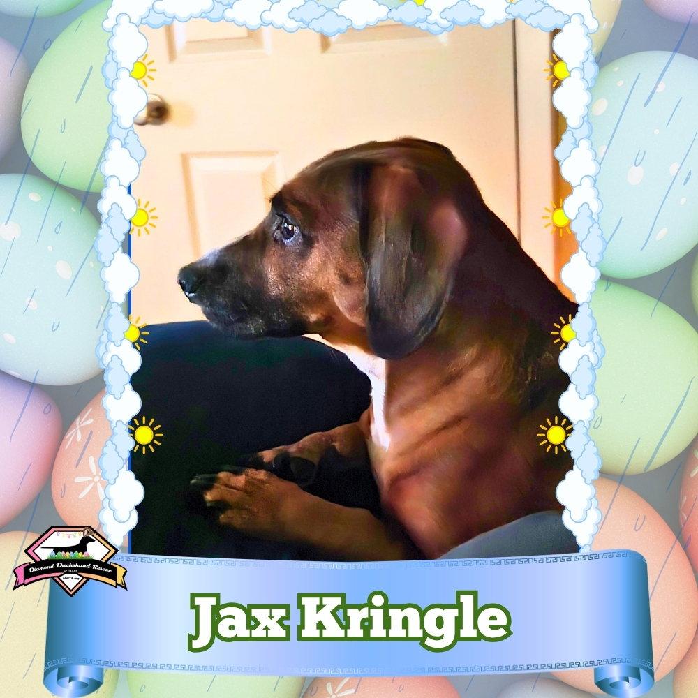 Enlarge Jax Kringle, a Adoptable Dachshund in San Antonio, TX image 2/3