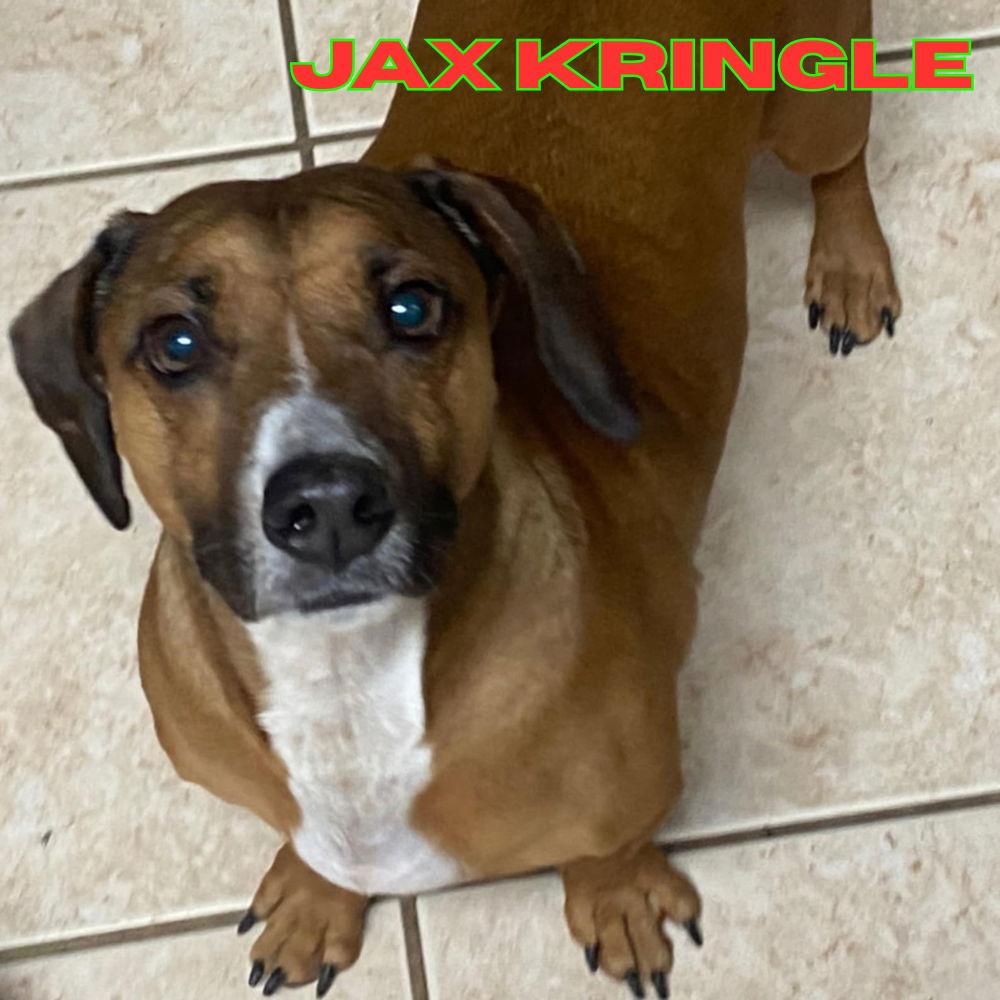 Enlarge Jax Kringle, a Adoptable Dachshund in San Antonio, TX image 3/3