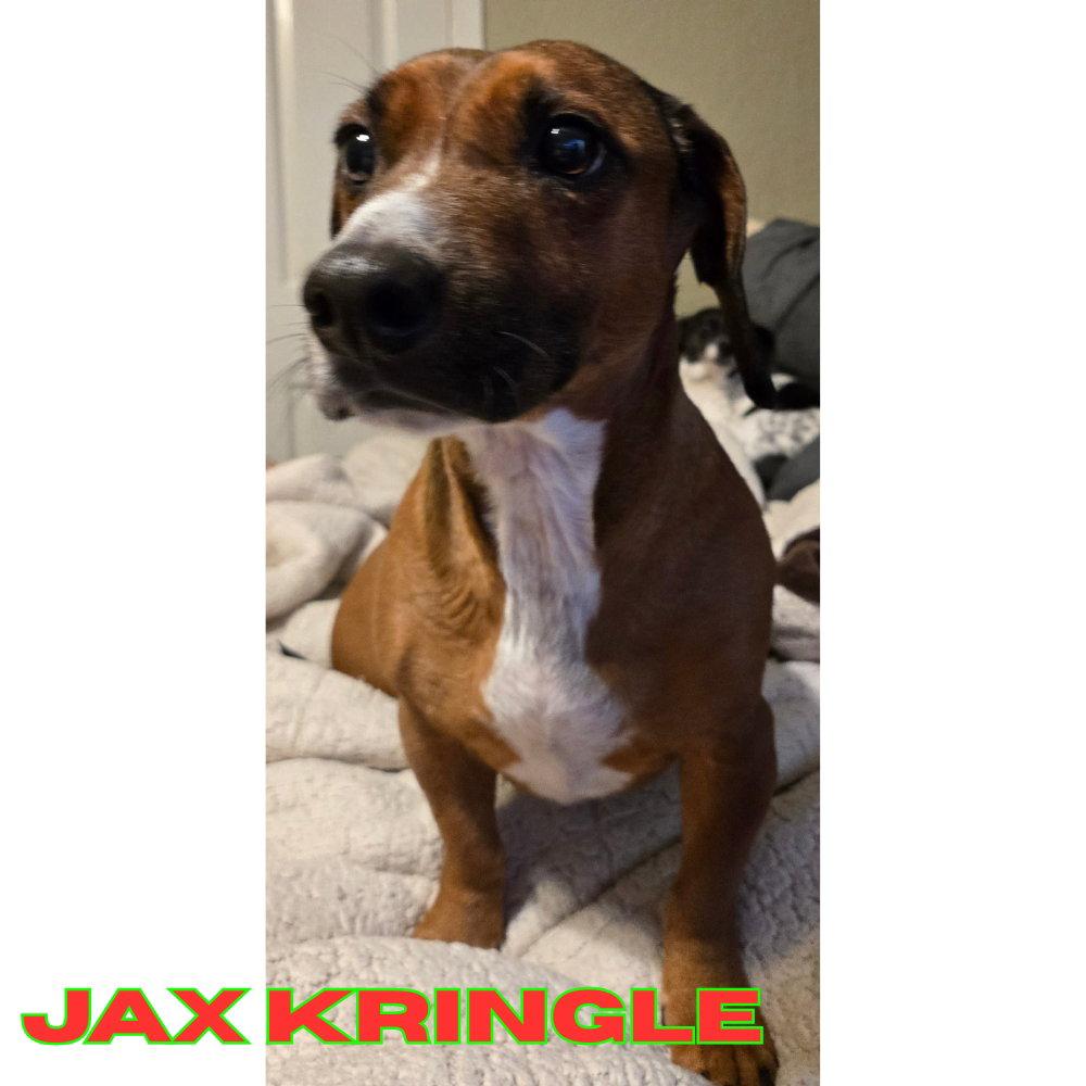 Enlarge Jax Kringle, a Adoptable Dachshund in San Antonio, TX image 3/3