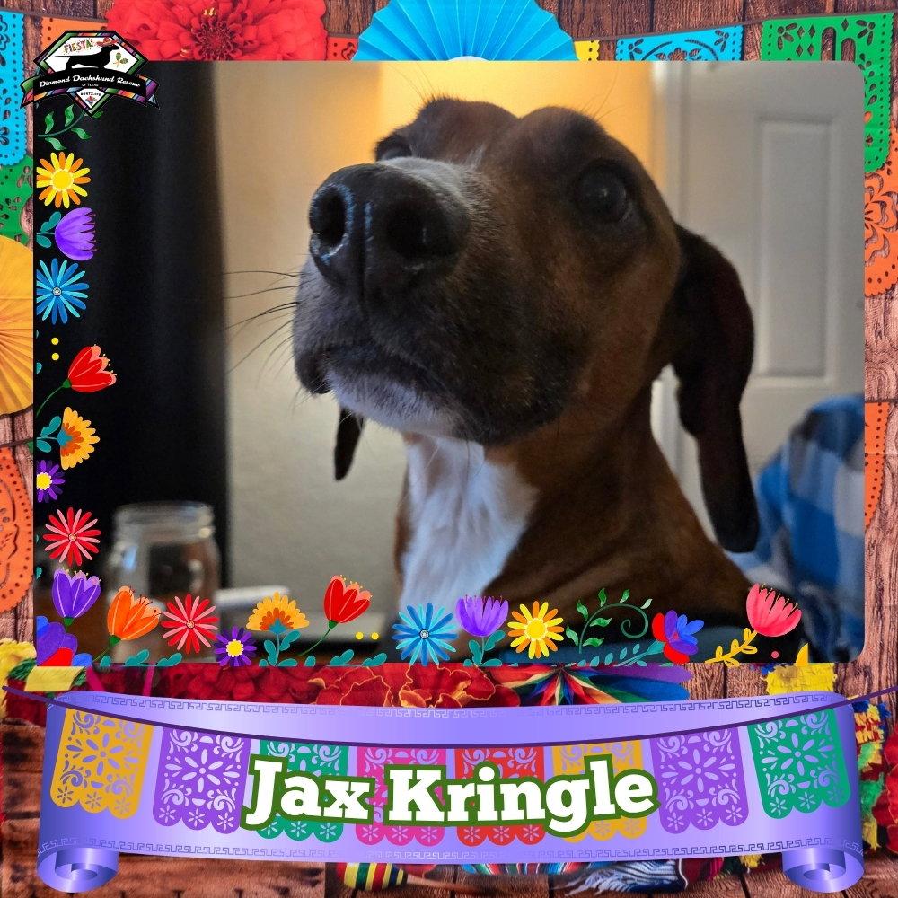 Enlarge Jax Kringle, a Adoptable Dachshund in San Antonio, TX image 3/3