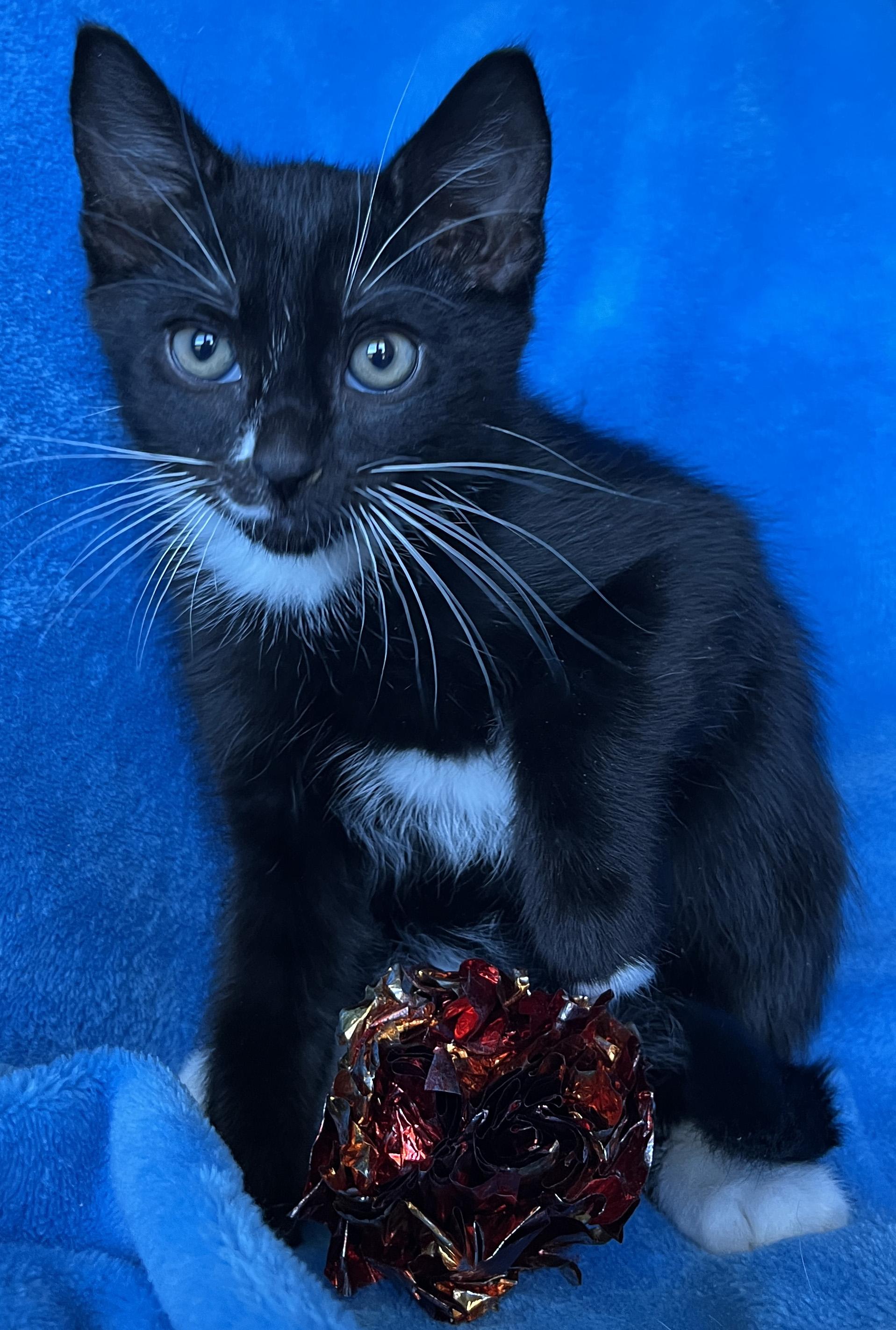 Roy, Adoptable, Kitten Male Tuxedo.