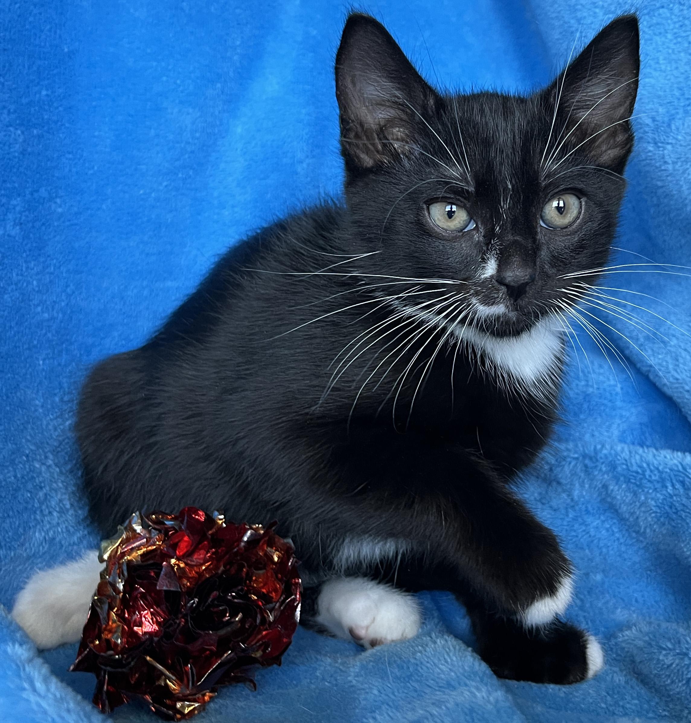 Enlarge Roy, a Adoptable Tuxedo in Tigard, OR image 2/2