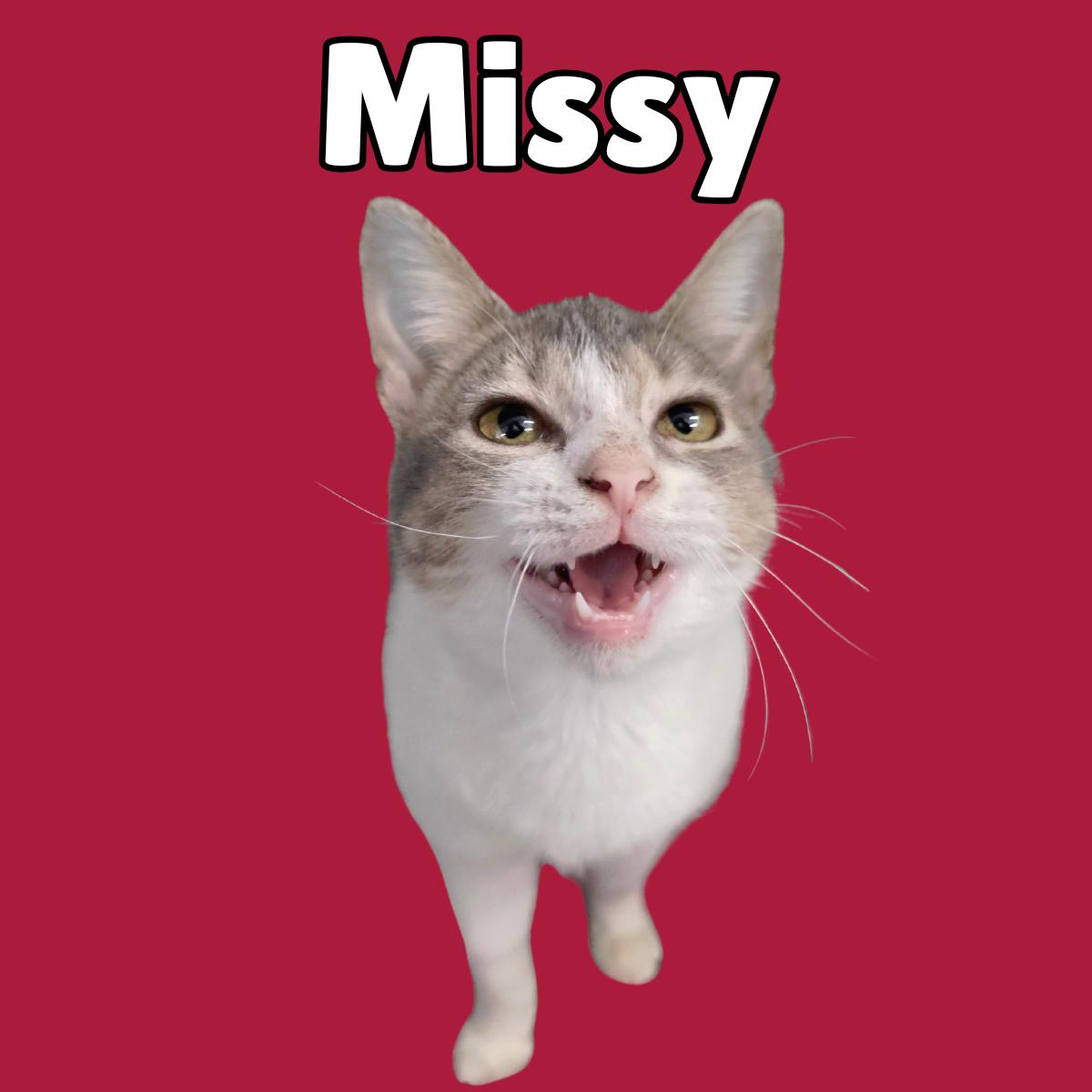 Enlarge Missy, a ADOPTABLE Domestic Short Hair in South Padre Island, TX image 1/1
