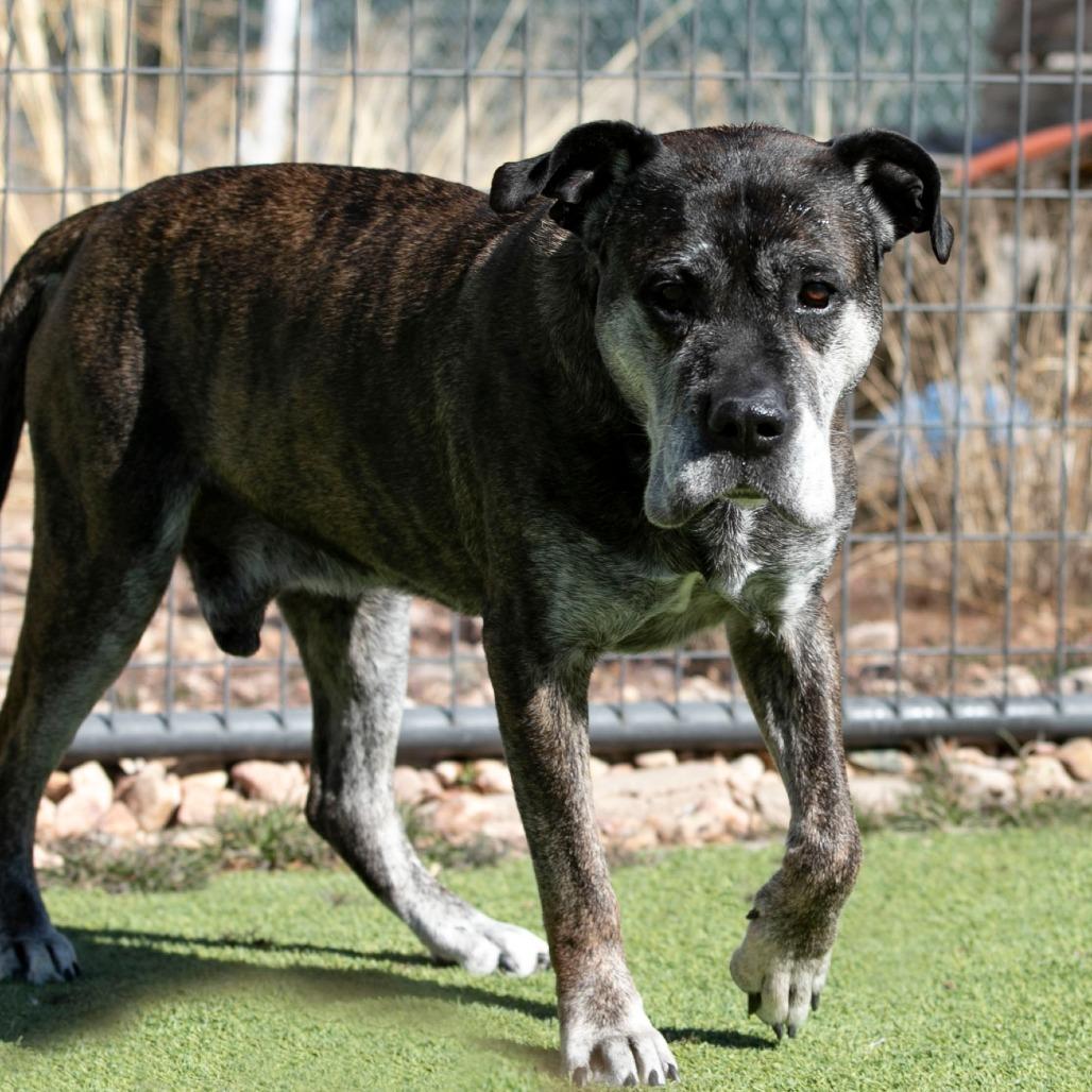 Enlarge Nelson (JA26-144), a Adoptable Mastiff in Peyton, CO image 2/6