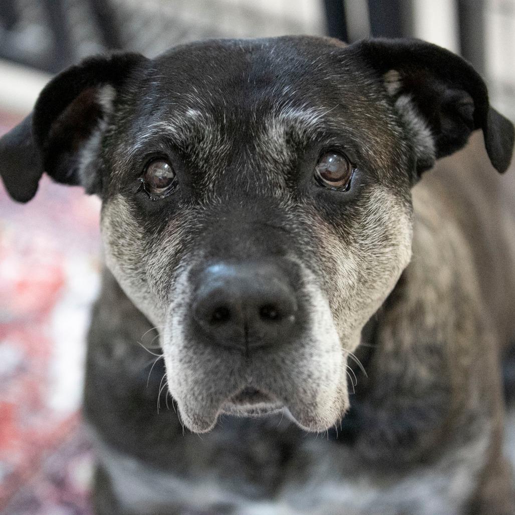 Enlarge Nelson (JA26-144), a Adoptable Mastiff in Peyton, CO image 4/6