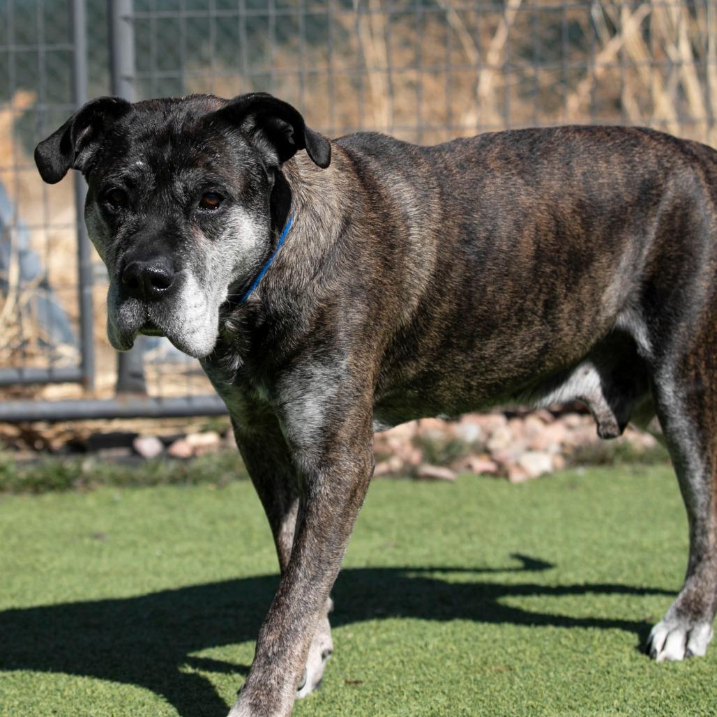 Enlarge Nelson (JA26-144), a Adoptable Mastiff in Peyton, CO image 5/6