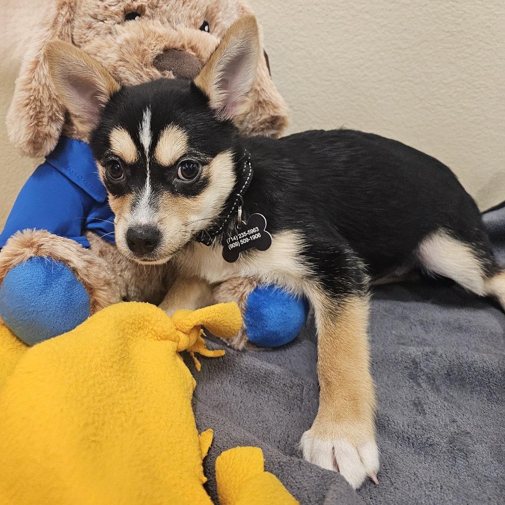 Boba, Adoptable, Puppy Female Husky & Chihuahua.